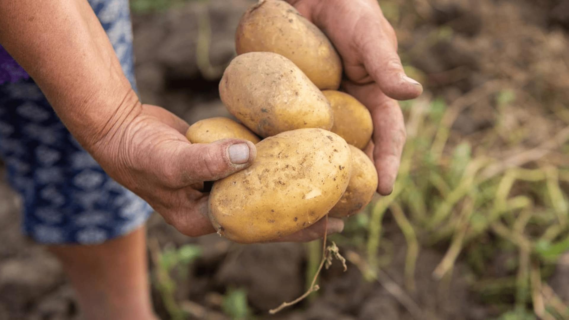 Potatoes : బంగాళాదుంపలే ఆండీస్‌ ఆదివాసీల జన్యువులను మార్చాయా?