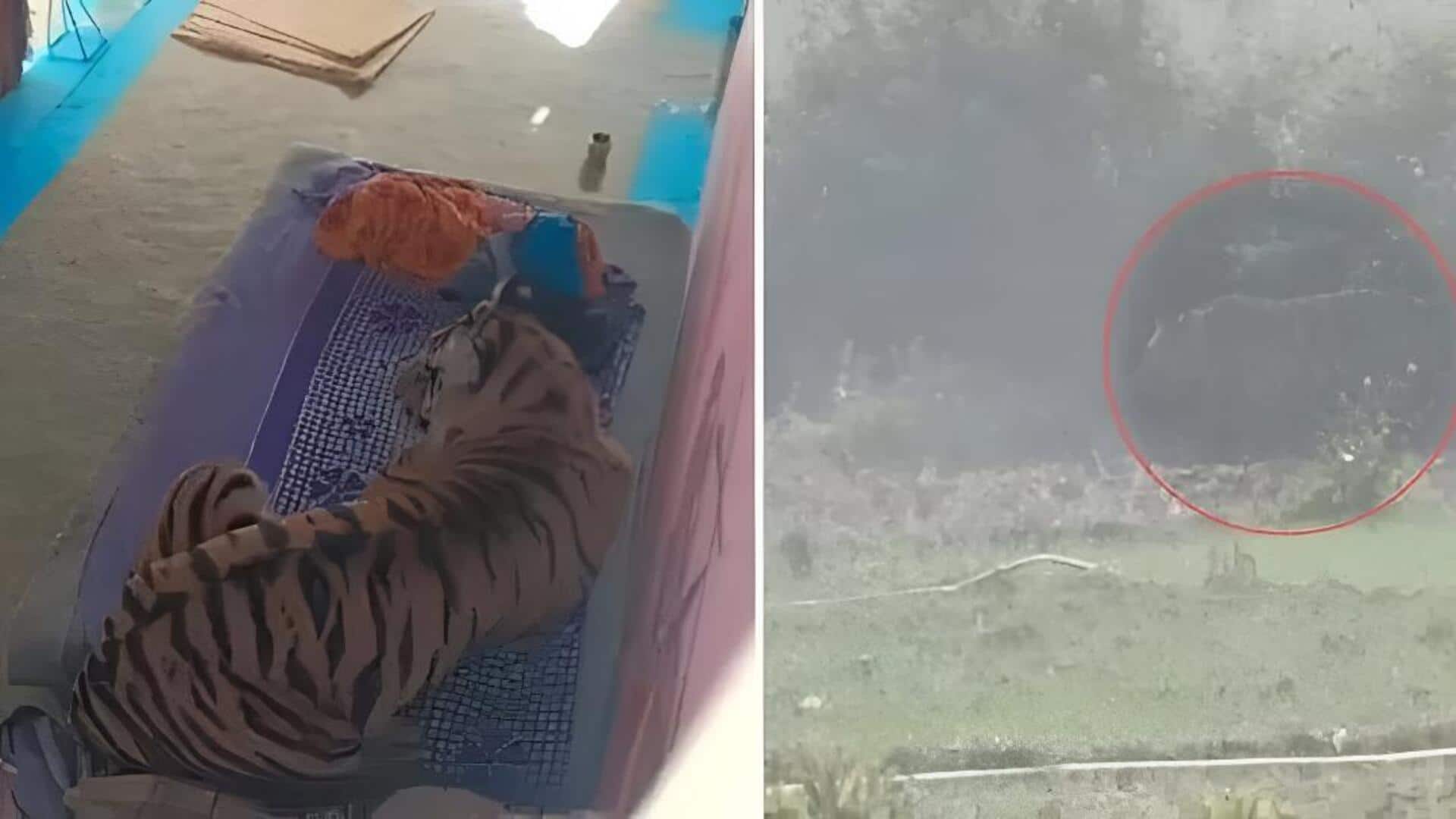 Madhyapradesh: మధ్యప్రదేశ్‌లో వ్యక్తిపై దాడి చేసి.. మంచంపై రెస్ట్‌ తీసుకున్న పులి