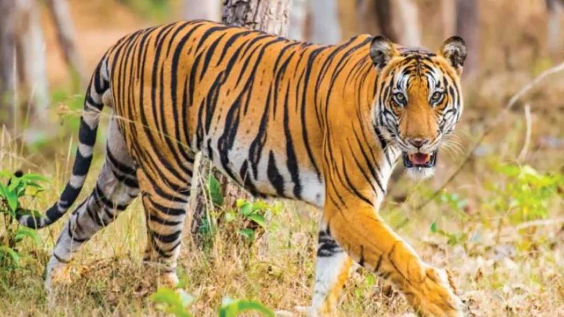 Tiger Corridor :కాగజ్‌నగర్ డివిజన్‌లో టైగర్ కారిడార్ ప్రాజెక్ట్.. అటవీశాఖ ప్రయత్నాలు