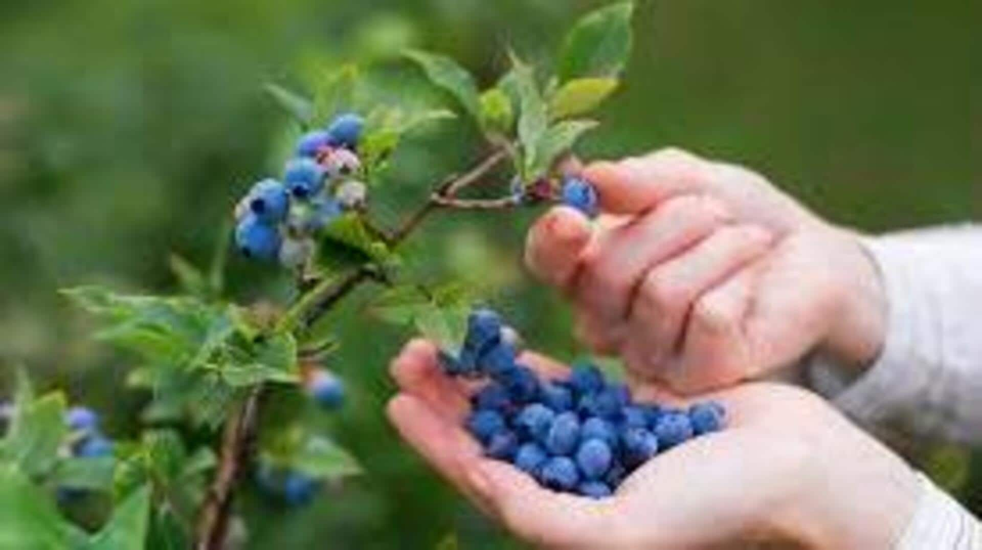 Blueberry Health Benefits: బ్లూ బెర్రీస్ ప్రతిరోజూ తింటే రోగనిరోధక శక్తి పెరుగుతుందని తెలుసా... 