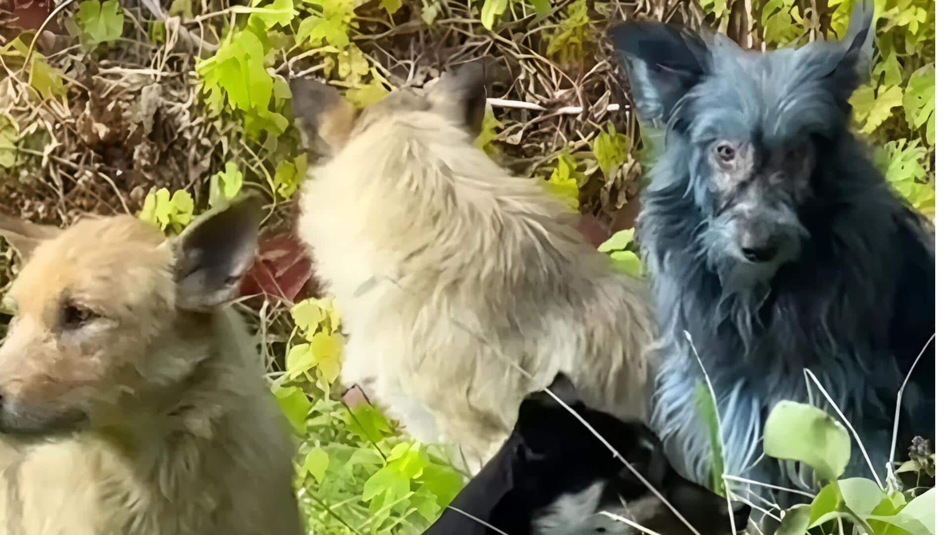 Chernobyl: చెర్నోబిల్ నీలి కుక్కల మిస్టరీ వీడింది: రేడియేషన్ కాదు… మురికే కారణం!