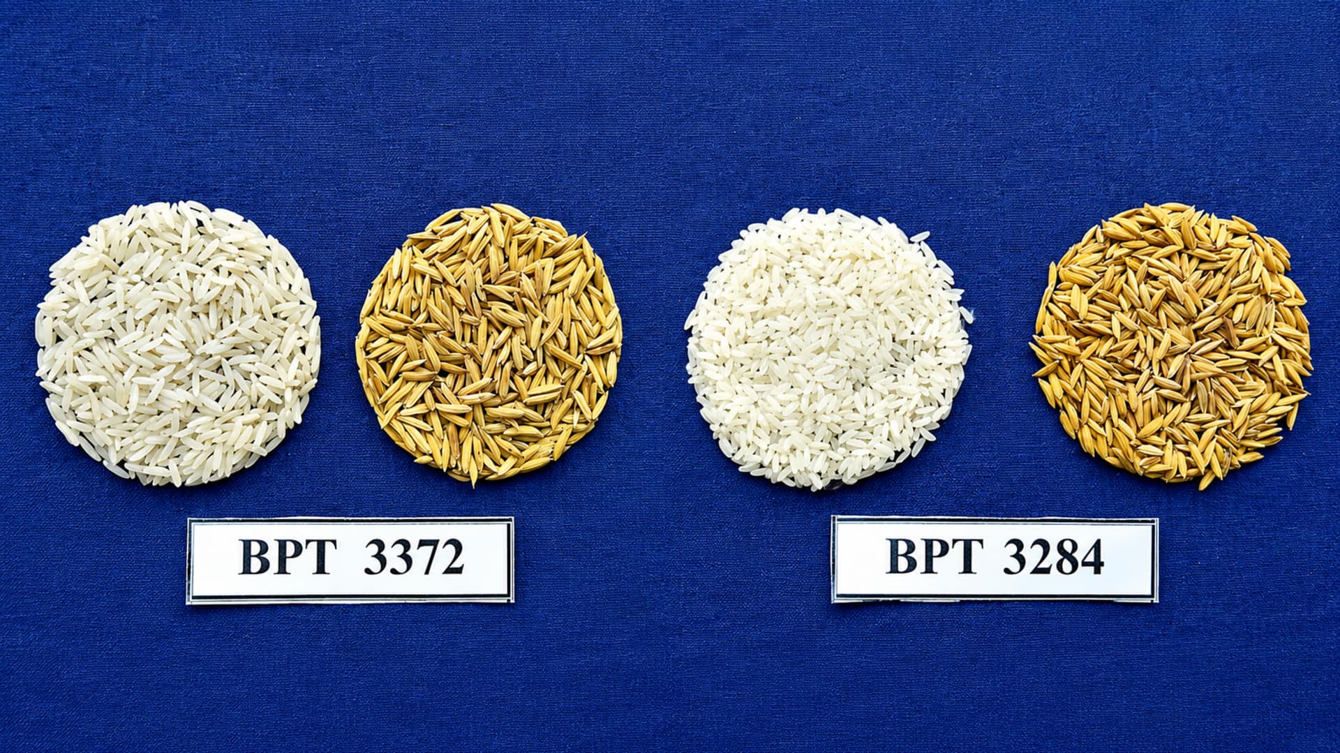 Two New Paddy Varieties: ఖరీఫ్‌లో వరి రైతులకు శుభవార్త.. రెండు కొత్త వరి వంగడాల ప్రయోగాత్మక సాగు ప్రారంభం