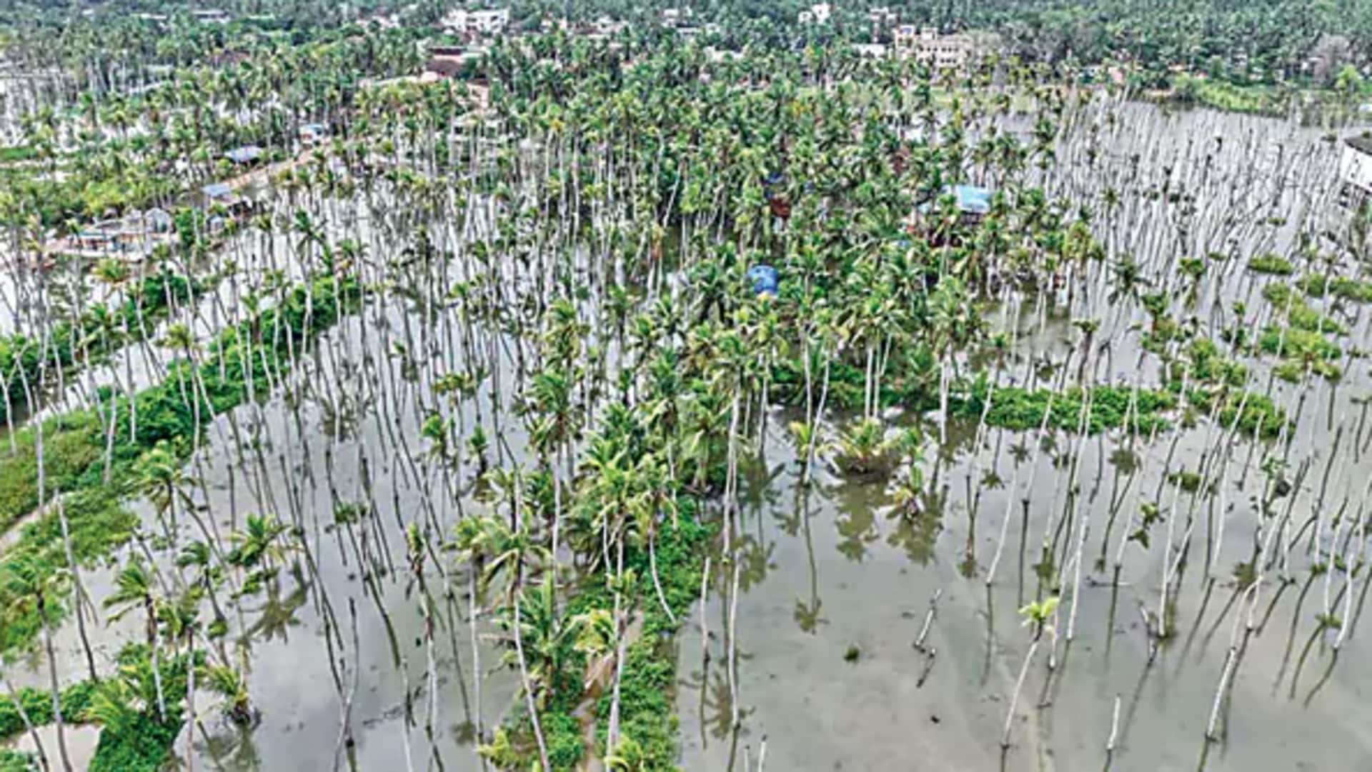 Konaseema: సముద్ర జలాలతో మోడువారిన 2 లక్షలకు పైగా కొబ్బరి చెట్లు.. రాజోలు నియోజకవర్గంలో 2,000 ఎకరాల్లో తీవ్ర నష్టం