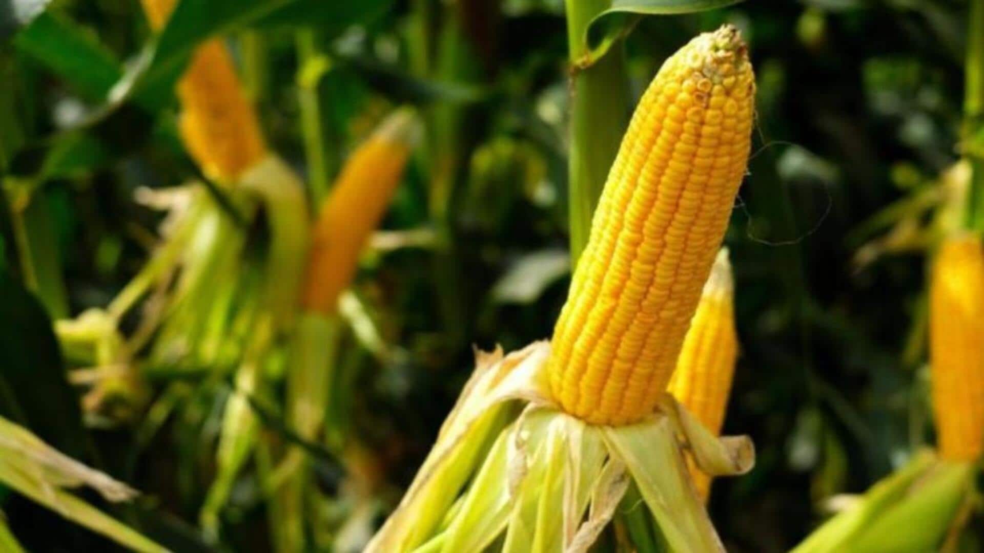 Corn Cultivation: మొక్కజొన్నకు ఇథనాల్‌ జోష్‌.. ఆ పరిశ్రమల నుంచే 70% కొనుగోళ్లు