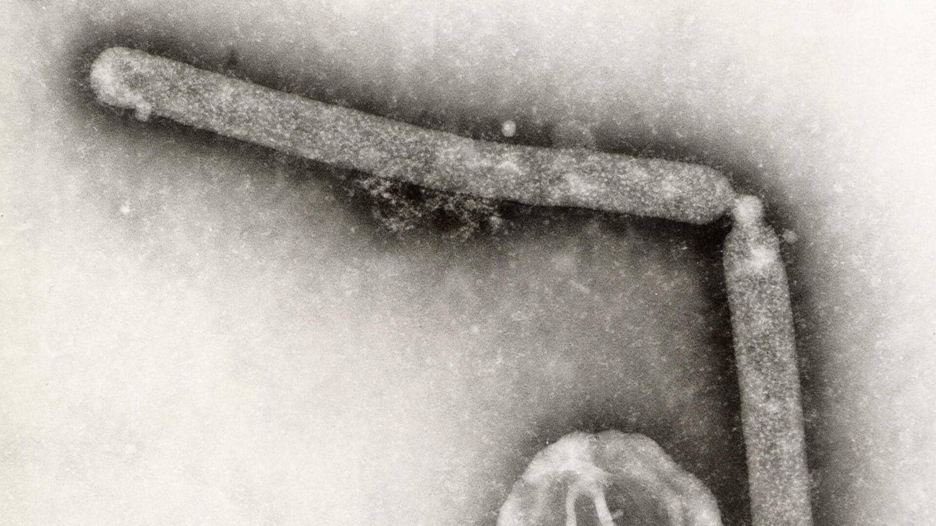 H5N5 bird flu: అమెరికాను వణికిస్తున్న కొత్త వైరస్.. అరుదైన H5N5 బర్డ్ ఫ్లూ 