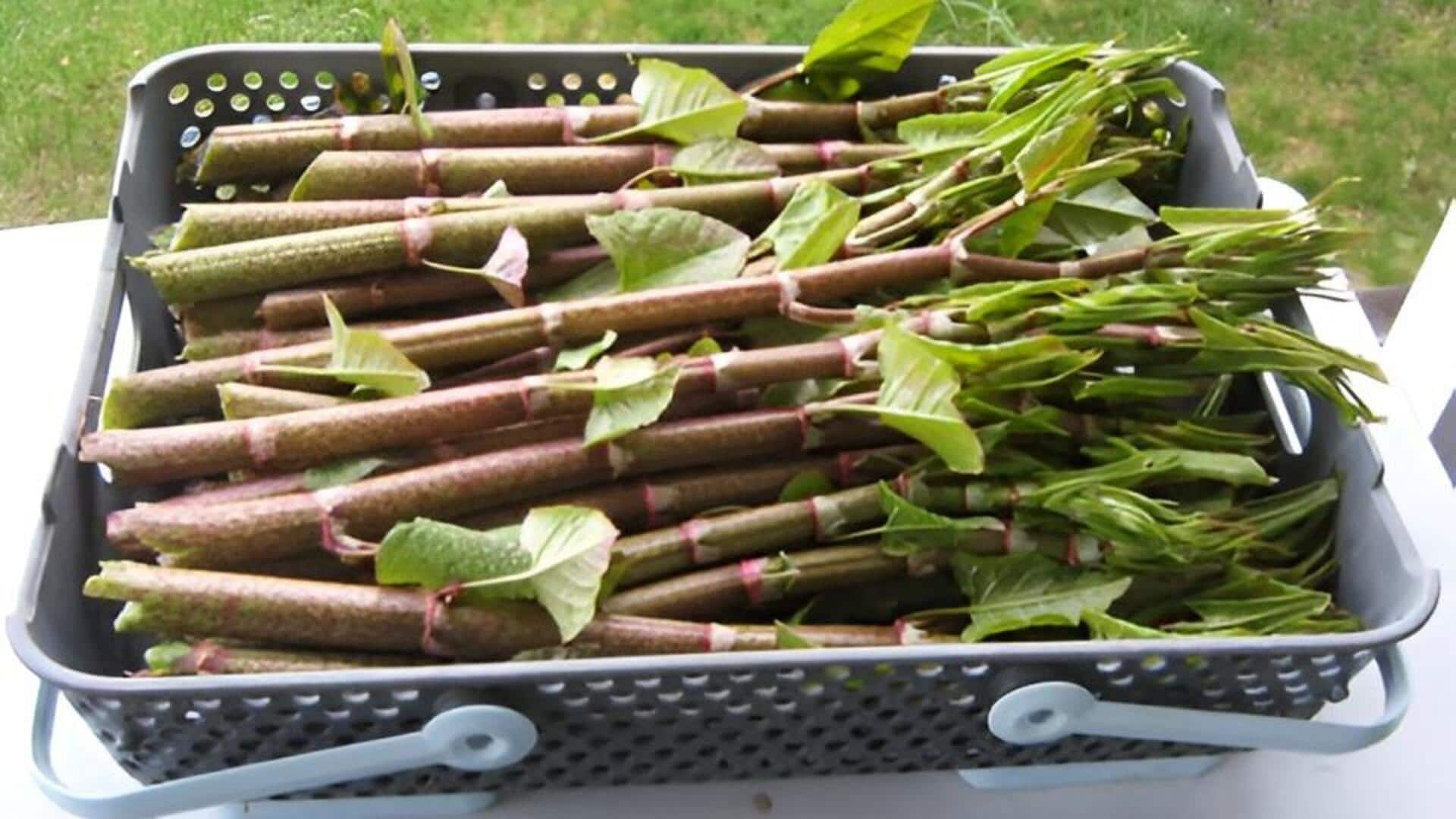 japanese knotweed: జపనీస్ నాట్‌వీడ్‌తో వంటలు.. రుచితో పాటు ఆరోగ్య ప్రయోజనాలు