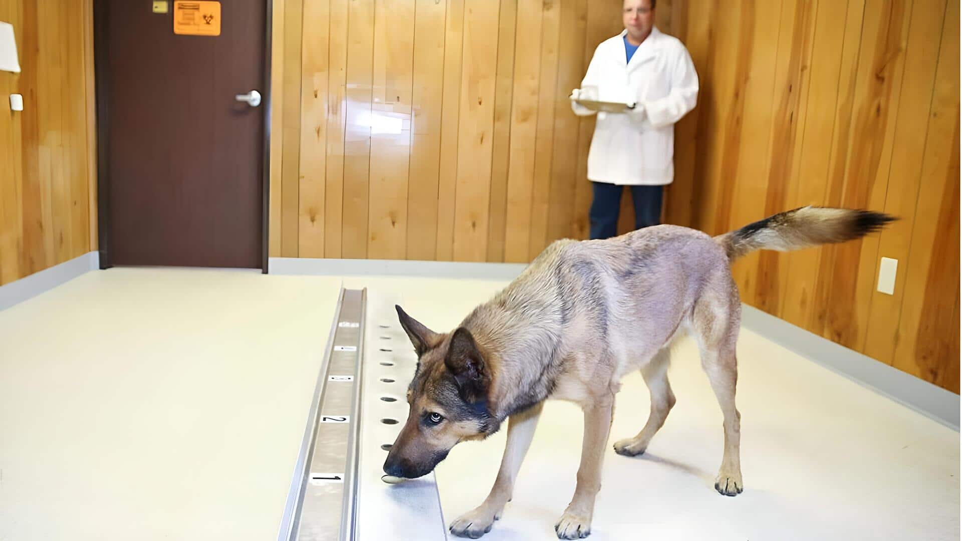 Dogs: కుక్కలు క్యాన్సర్‌ను గుర్తించగలవా? బెంగళూరు స్టార్టప్‌ 10 వేల మందిపై కీలక పరీక్షలు