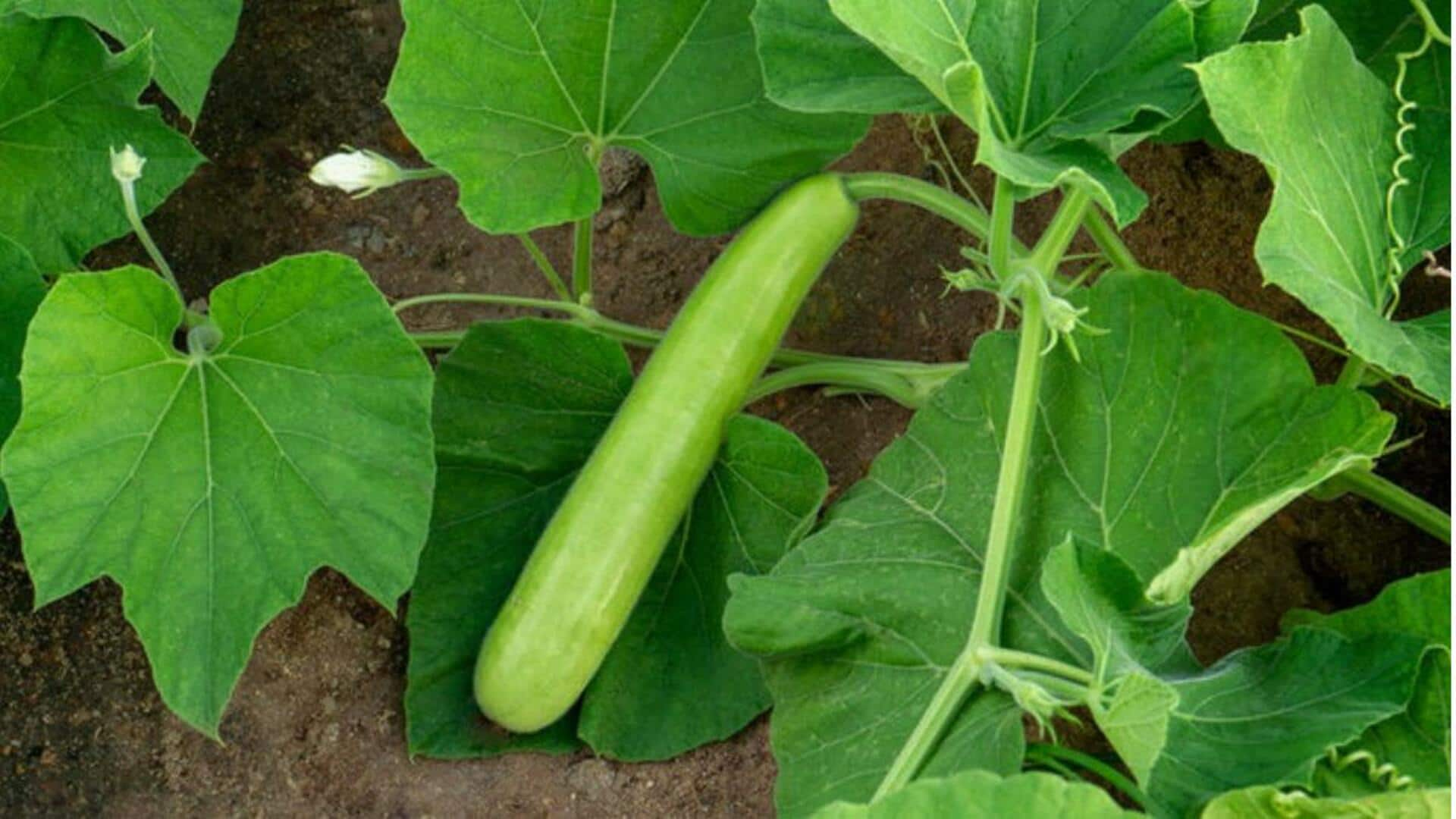 Bottle Gourd Leaves Benefits: సోరకాయ ఆకులతో ఎన్నో ఆరోగ్యకరమైన ప్రయోజనాలు