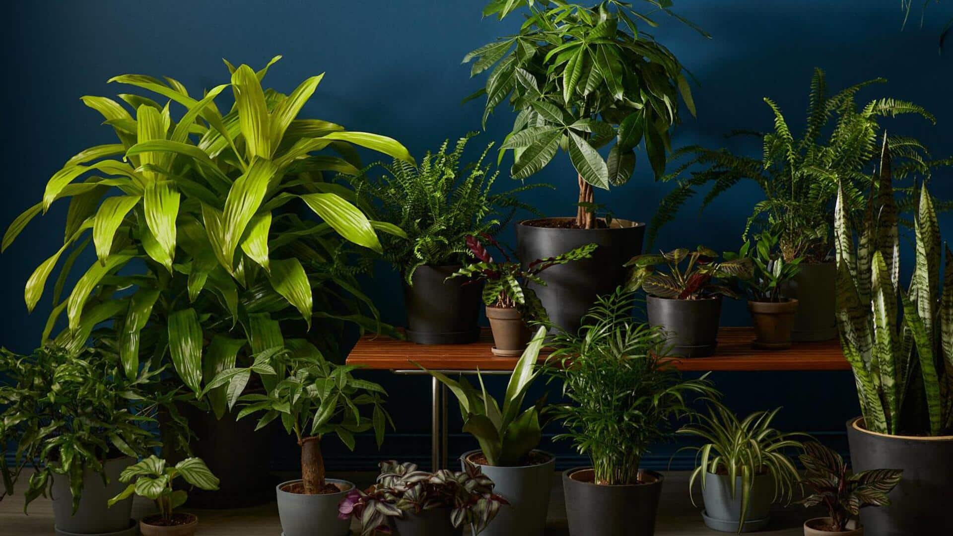 Indoor plants: తక్కువ సూర్యరశ్మిలోనూ ఇండోర్ ప్లాంట్స్‌ను ఆరోగ్యంగా ఇలా పెంచండి