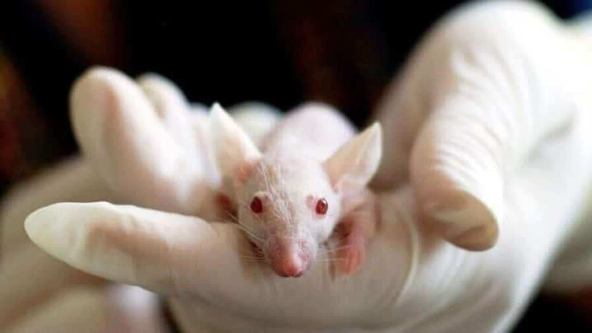 Mice with Human Immune System: మొదటి మానవ రోగనిరోధక వ్యవస్థతో ఎలుకలను సృష్టించిన శాస్త్రవేత్తలు 