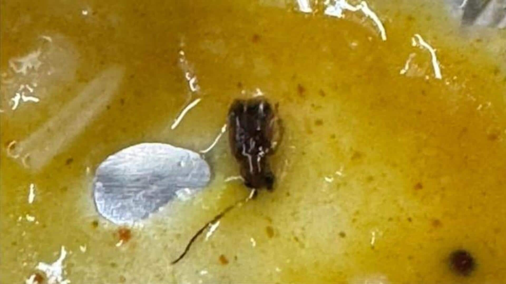 Cockroach Found in Meal on Train: వందే భారత్ ఎక్స్ ప్రెస్ ఆహారంలో బొద్దింక.. ప్రయాణికుల ఆగ్రహం