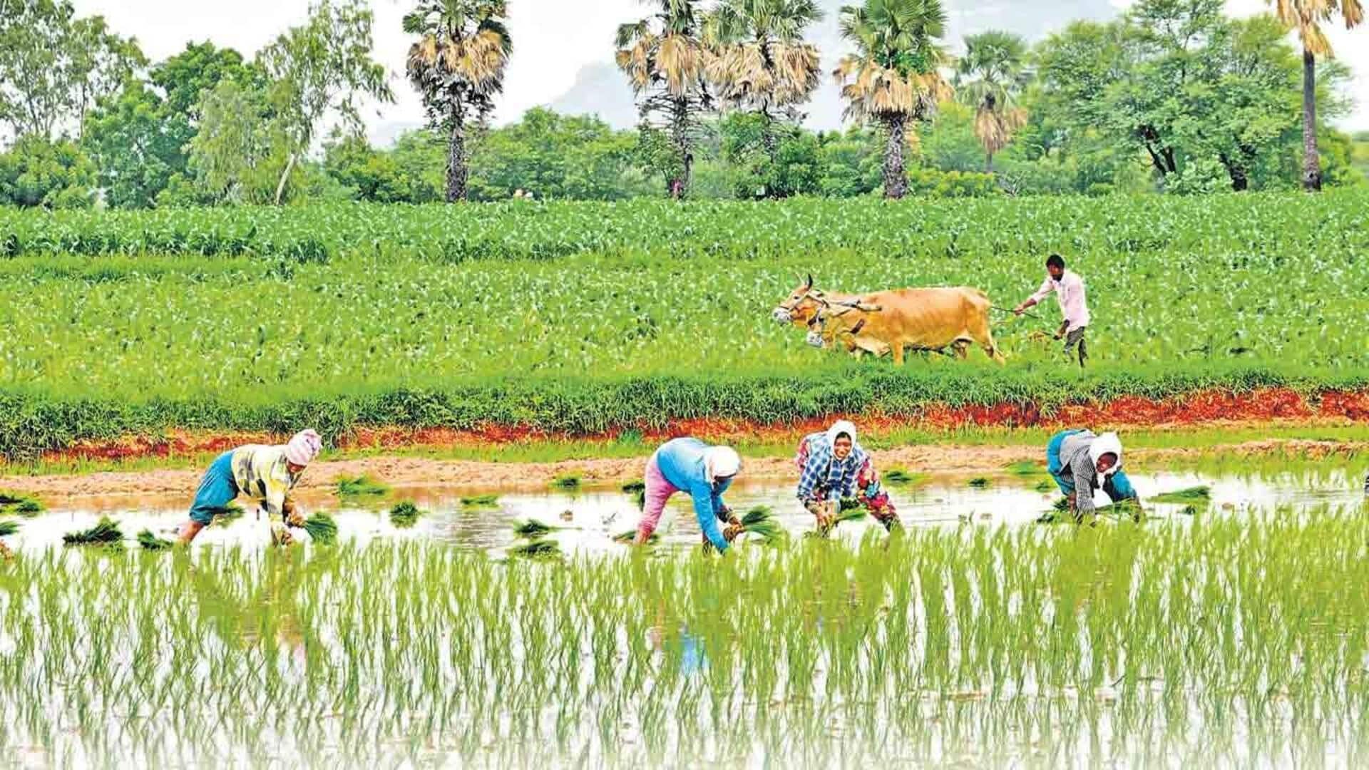 Telangana: 91.52 లక్షల ఎకరాల్లోపంటల సాగు.. మొత్తం విస్తీర్ణంలో 69 శాతం