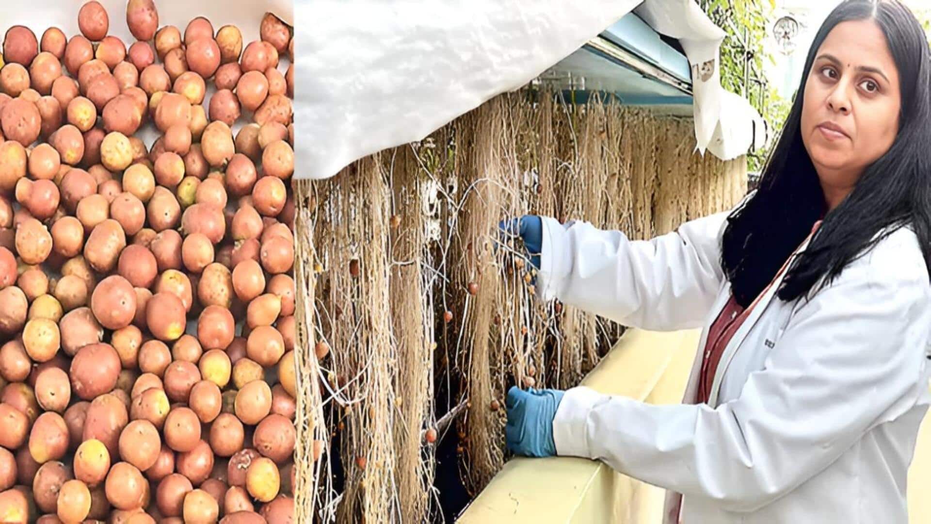 Netherlands: తక్కువ స్టార్చ్‌, తక్కువ షుగర్‌.. మార్కెట్‌లోకి కొత్త రకం ఆలుగడ్డలు