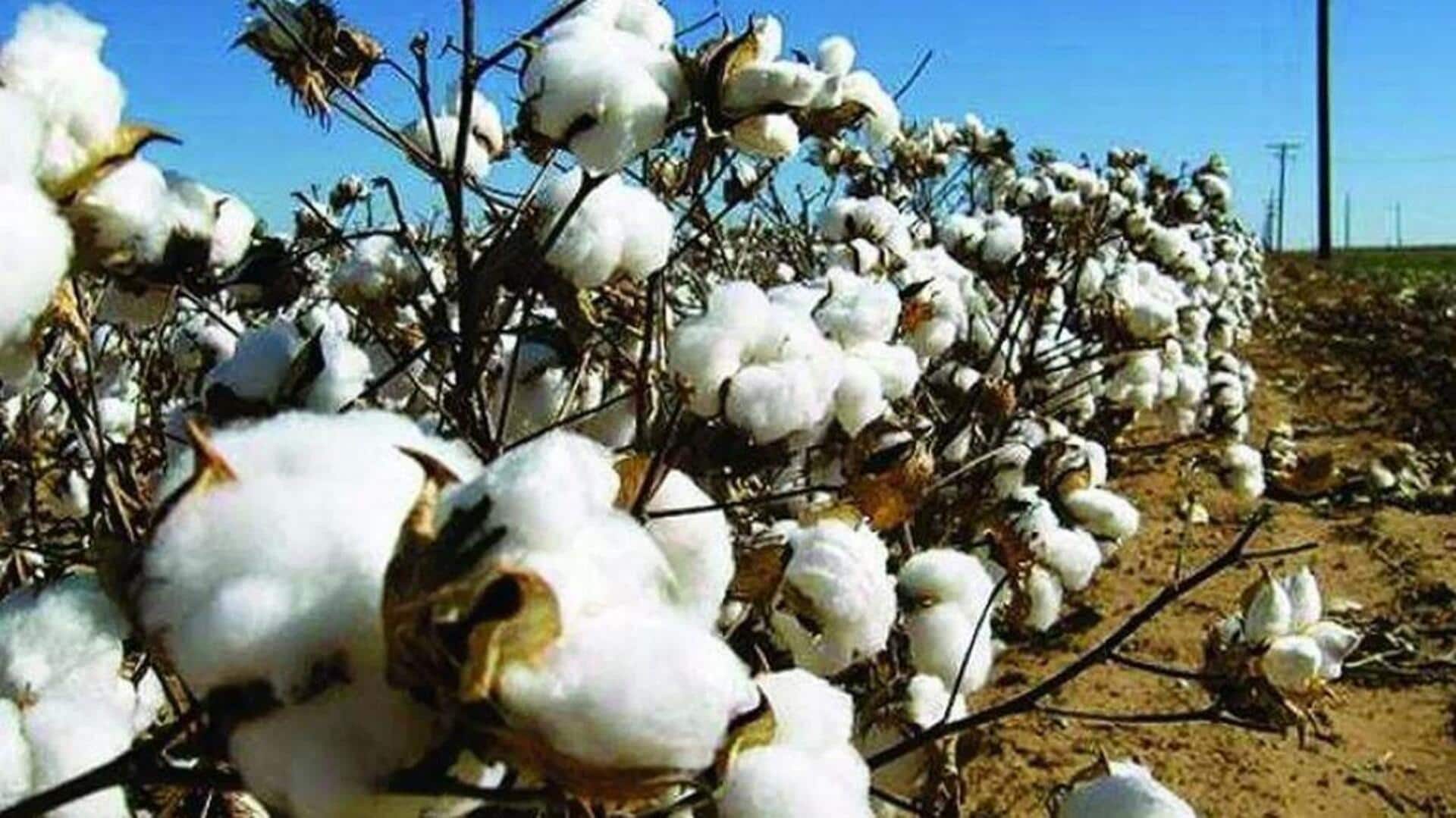 Cotton farmers: పత్తి రైతులకు గుడ్న్యూస్..! కపాస్ కిసాన్ యాప్లో నమోదు చేసుకుంటే రూ.8,110 Cotton farmers: పత్తి రైతులకు గుడ్న్యూస్..! కపాస్ కిసాన్ యాప్లో నమోదు చేసుకుంటే రూ.8,110