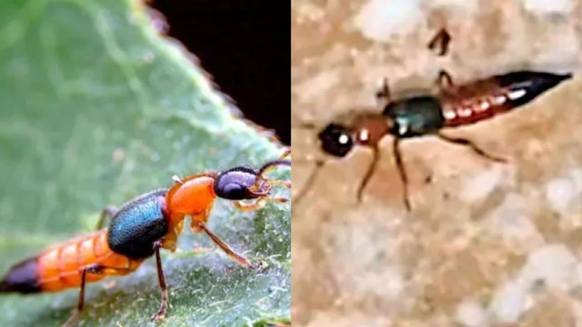 Acid Beetles: ఏపీలో ఆందోళన కలిగిస్తున్న యాసిడ్ పురుగులు.. చర్మంపై పాకితే తీవ్ర ఇబ్బందులు.. ఇవి ఎందుకు ప్రమాదకరం?