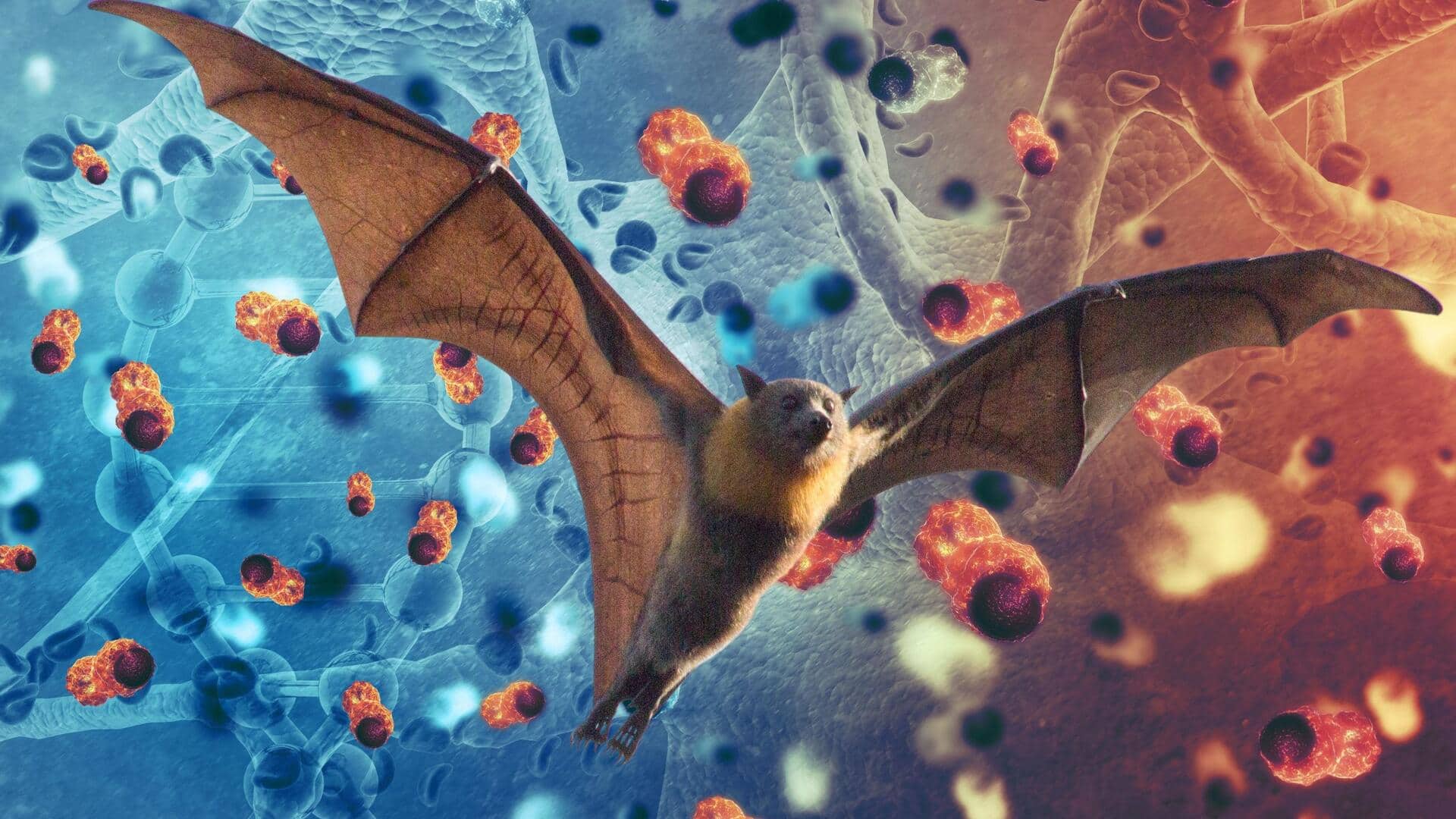 Bat Virus: గబ్బిలాల నుంచి మానవులకు సోకే కొత్త వైరస్ గుర్తింపు