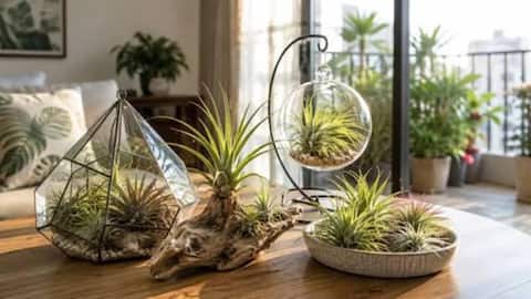 Indoor Plants: కేవలం నీటితోనే మీ ఇండోర్ ప్లాంట్స్ అందాన్ని ఎలా పెంచాలి?