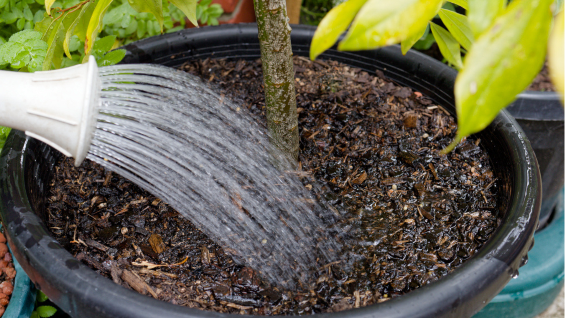 Plant Care Tips: మొక్కల పెరుగుదల ఆగిపోయిందా?.. డ్రైనేజీ సమస్యను ఇలా గుర్తించి పరిష్కరించండి!