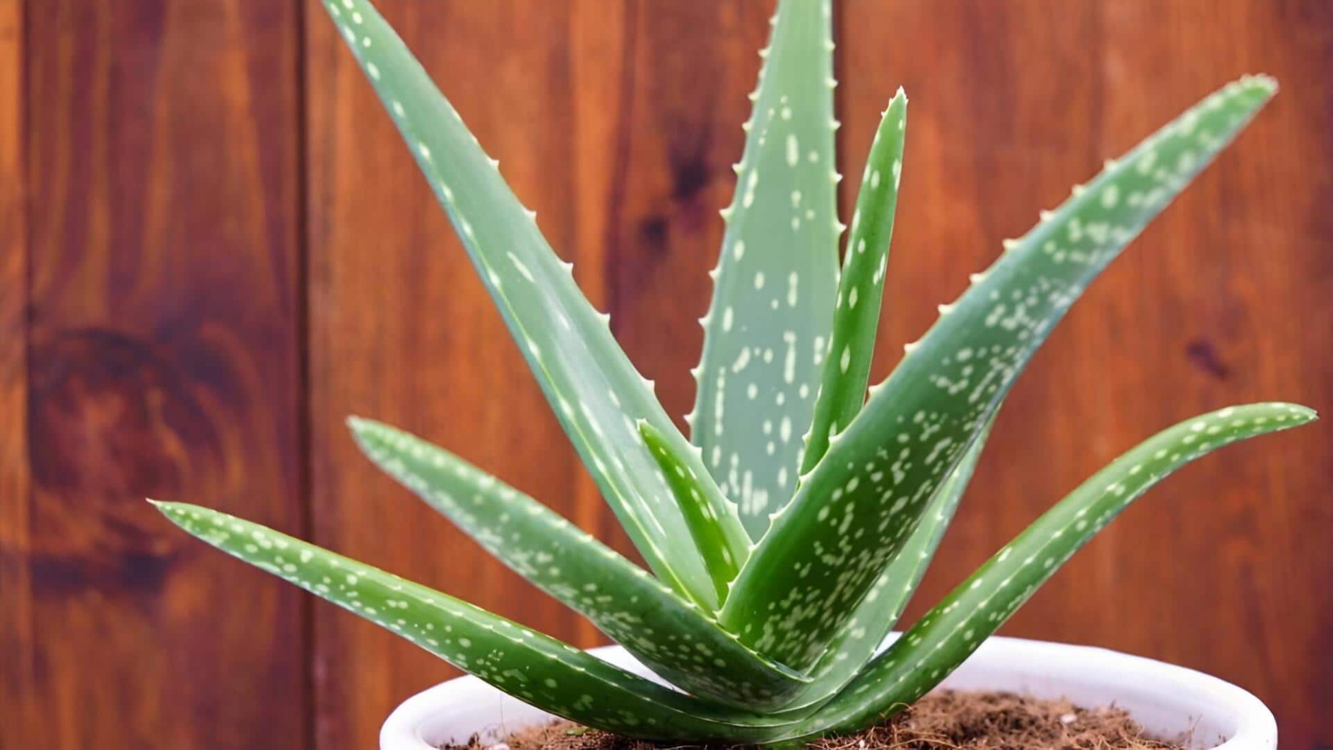 Aloe vera:పువ్వులు, ఆకులు మెరుగ్గా ఎదగాలంటే ఈ కలబంద చిట్కాలు తప్పక పాటించండి