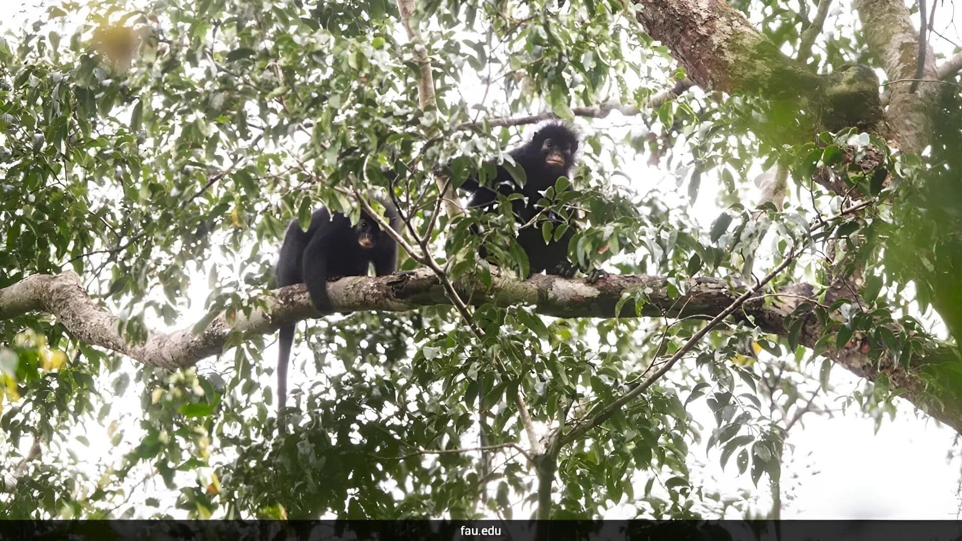 Monkey Species: కొత్త కోతి జాతిని గుర్తించిన శాస్త్రవేత్తలు.. దీని ప్రత్యేకతలు ఏంటో తెలుసా?