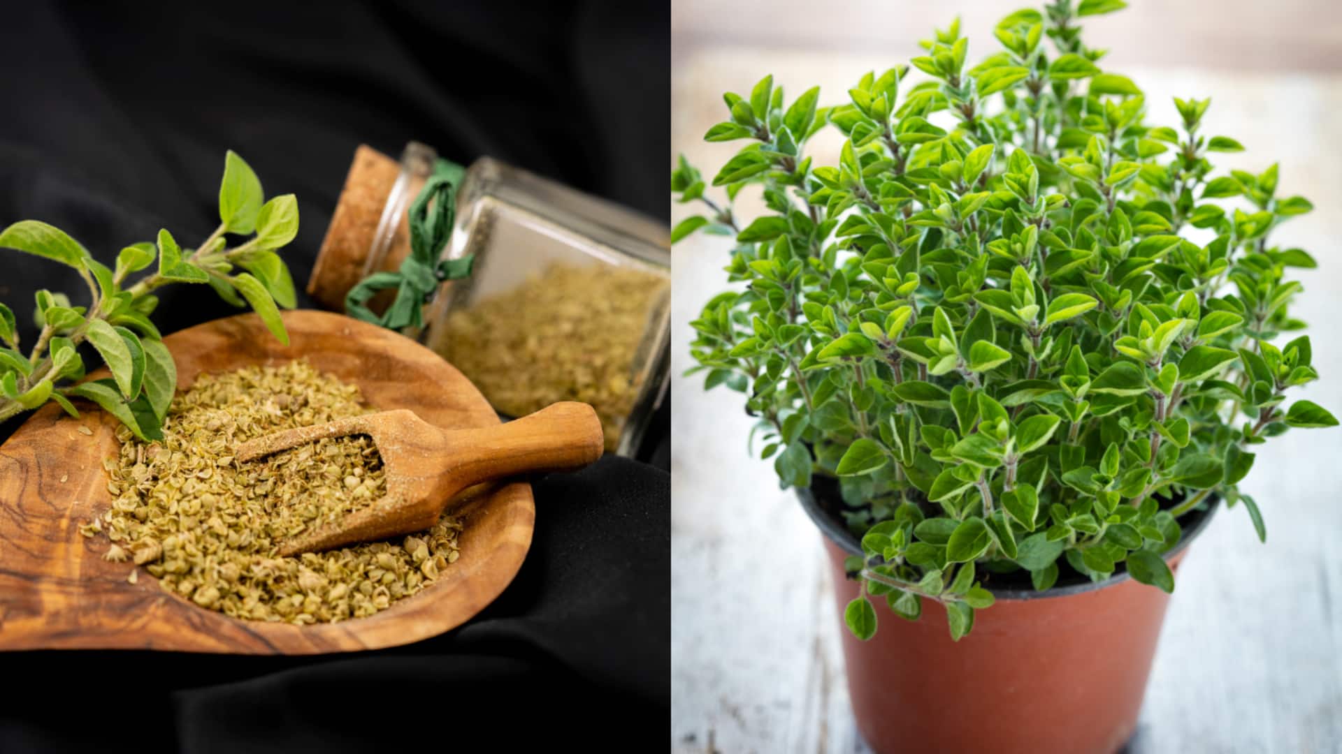 Gardening: ఇంట్లో ఓరెగానో మొక్కను ఎలా పెంచాలి?