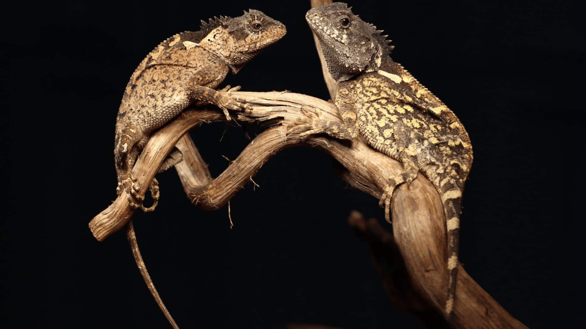New Lizard: థాయ్‌లాండ్‌లో కొత్త బల్లి జాతి.. 'హౌస్ ఆఫ్ ది డ్రాగన్' పాత్ర పేరుతో నామకరణం