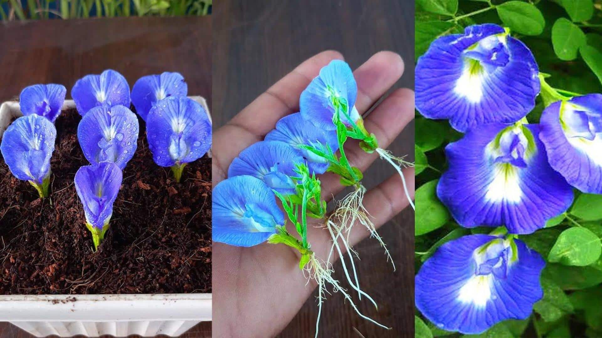 Gardening: మీ గార్డెన్‌లో బటర్‌ఫ్లై పీ పూలను సులభంగా పెంచండిలా..