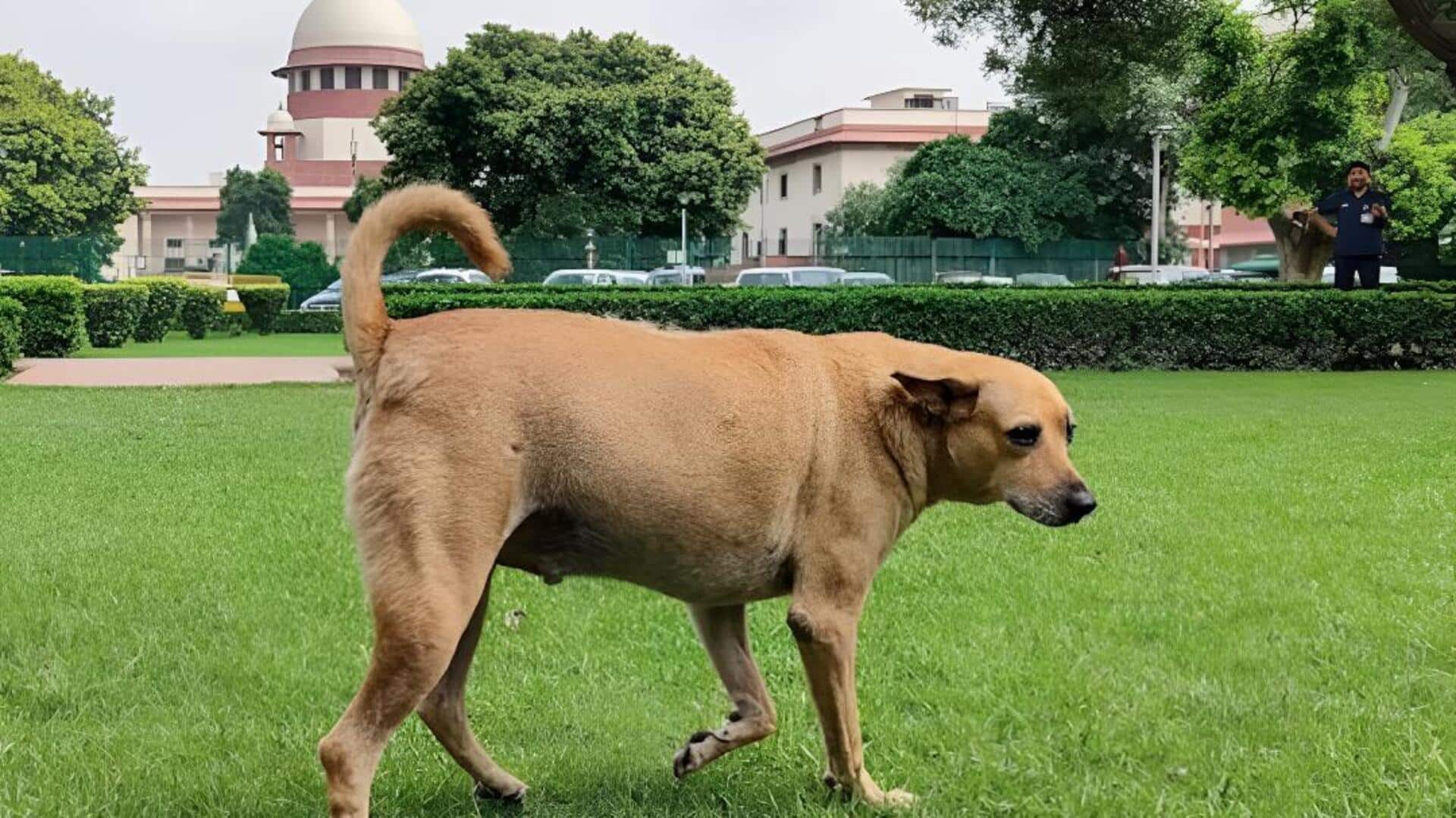 Stray dogs: 'కుక్క ఏ మూడ్ లో ఉందో ఎవరూ ఊహించలేరు'.. వీధి కుక్కల కేసు విచారణలో సుప్రీం కీలక వ్యాఖ్యలు