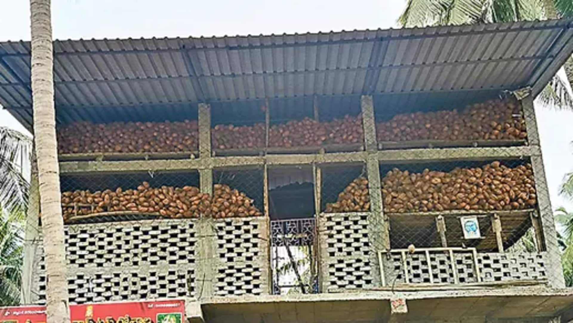Coconut price: కొబ్బరి ధర మరింత పెరుగుతుందని అటకలపై నిల్వ చేస్తున్న రైతులు
