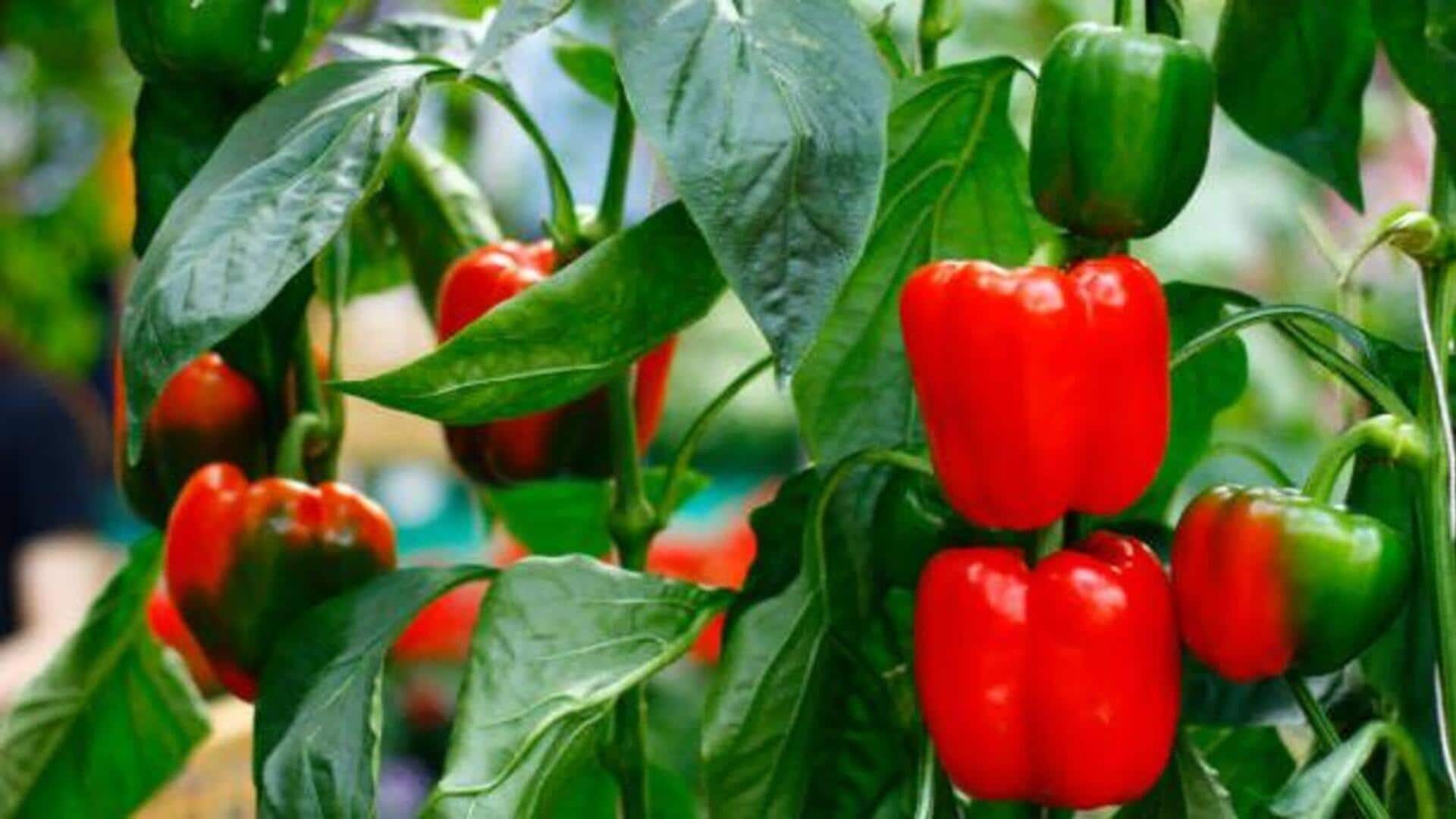 Bell peppers : ఇంట్లో బెల్ పెప్పర్స్ ఎలా పెంచాలి? ఈ చిట్కాలు మీ కోసమే..