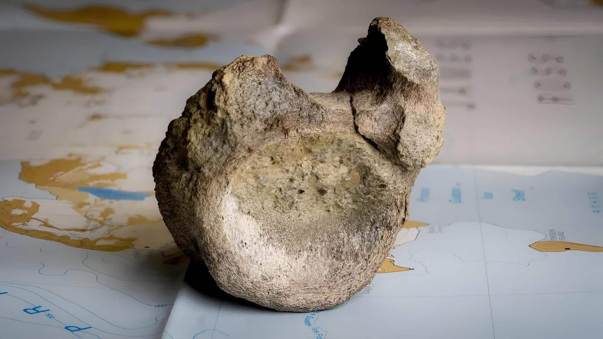 Dinosaur Bone: 40 ఏళ్ళ తరువాత అతి పురాతనమైన డైనోసర్ ఎముక గుర్తించిన శాస్త్రవేత్తలు..ఎక్కడంటే..?