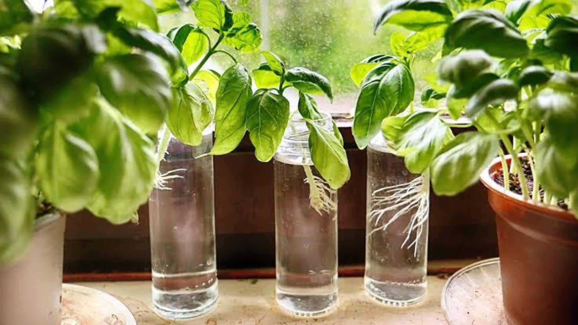 Sweet Basil Growing: ఇంట్లోనే స్వీట్‌ బాసిల్‌ పెంచుకోవాలా? ఈ సింపుల్‌ టిప్స్‌ పాటించండి!