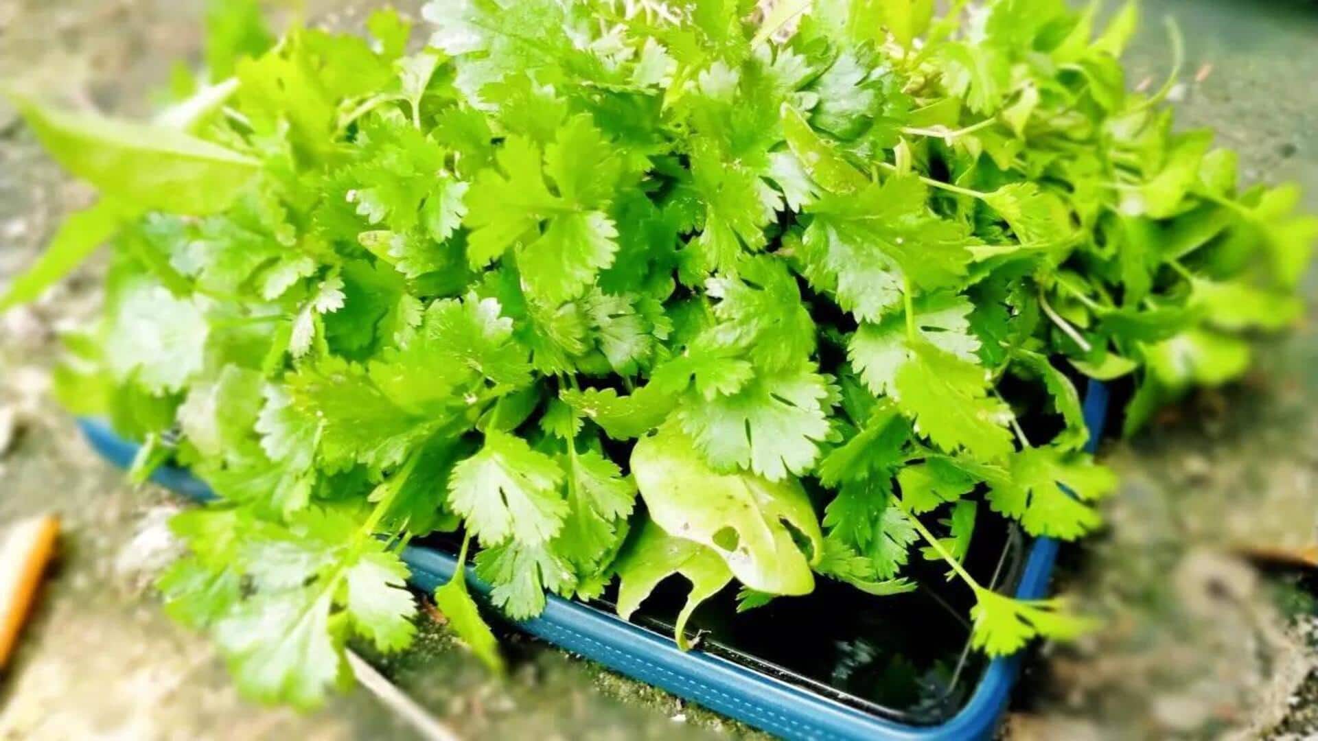Coriander leaf: కొత్తిమీర తాజాగా ఉండాలంటే.. ఈ సింపుల్ టిప్స్ ట్రై చేయండి