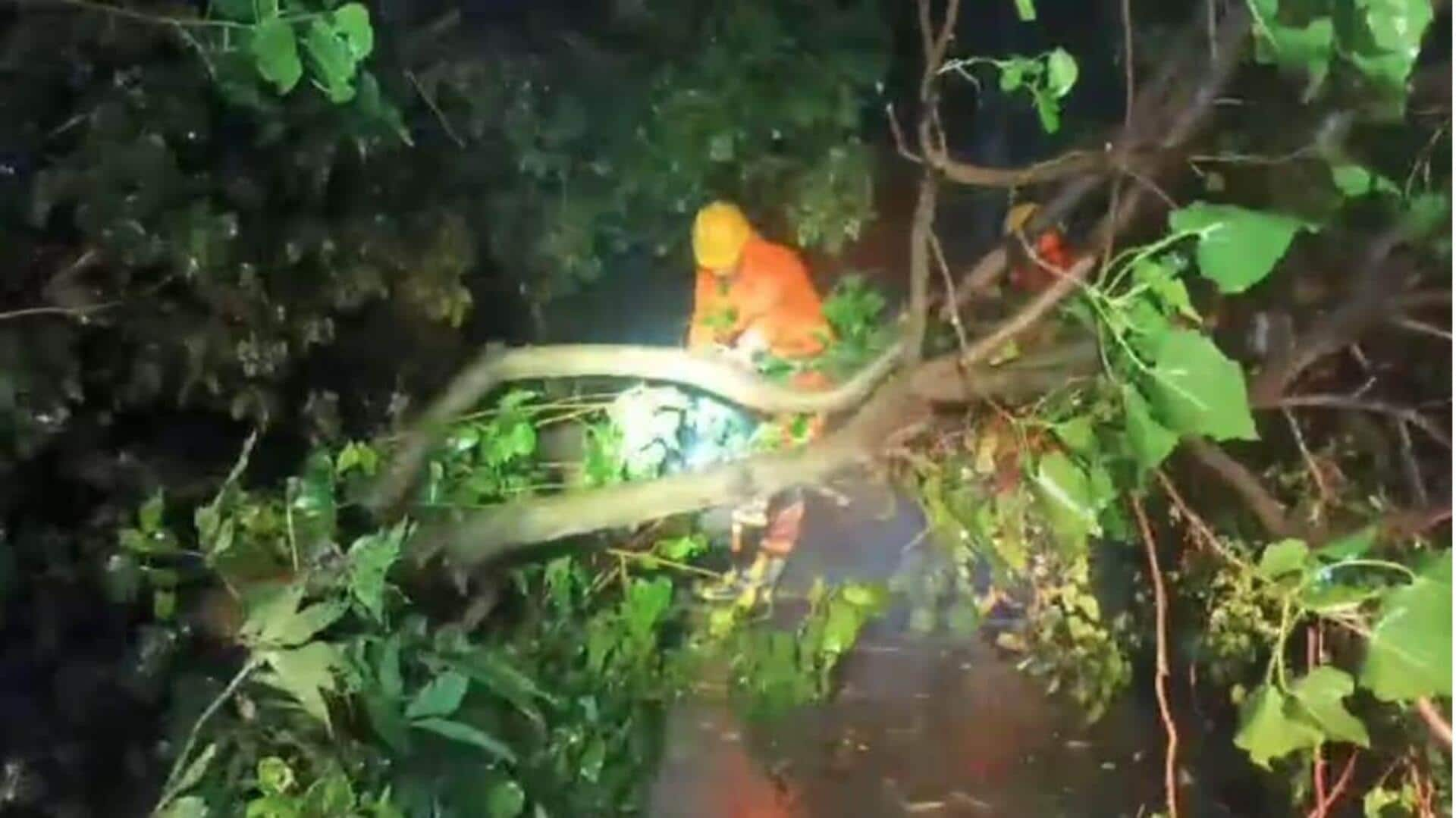 Remal Cyclone : భారీ వర్షం-బలమైన గాలికి నేలకొరిగిన చెట్లు... 'రెమల్' తుఫాను తర్వాత పశ్చిమ బెంగాల్‌లో ఇదే పరిస్థితి 