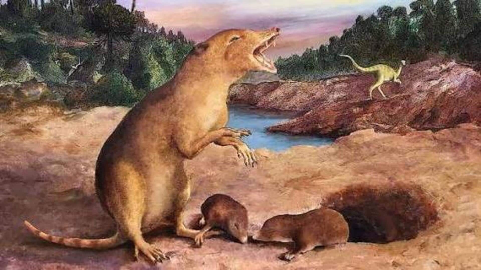 Mammal ancestors: 23.6 కోట్ల ఏళ్ల క్రితమే క్షీరద పూర్వీకులు పిల్లలకు జన్మనిచ్చారా?