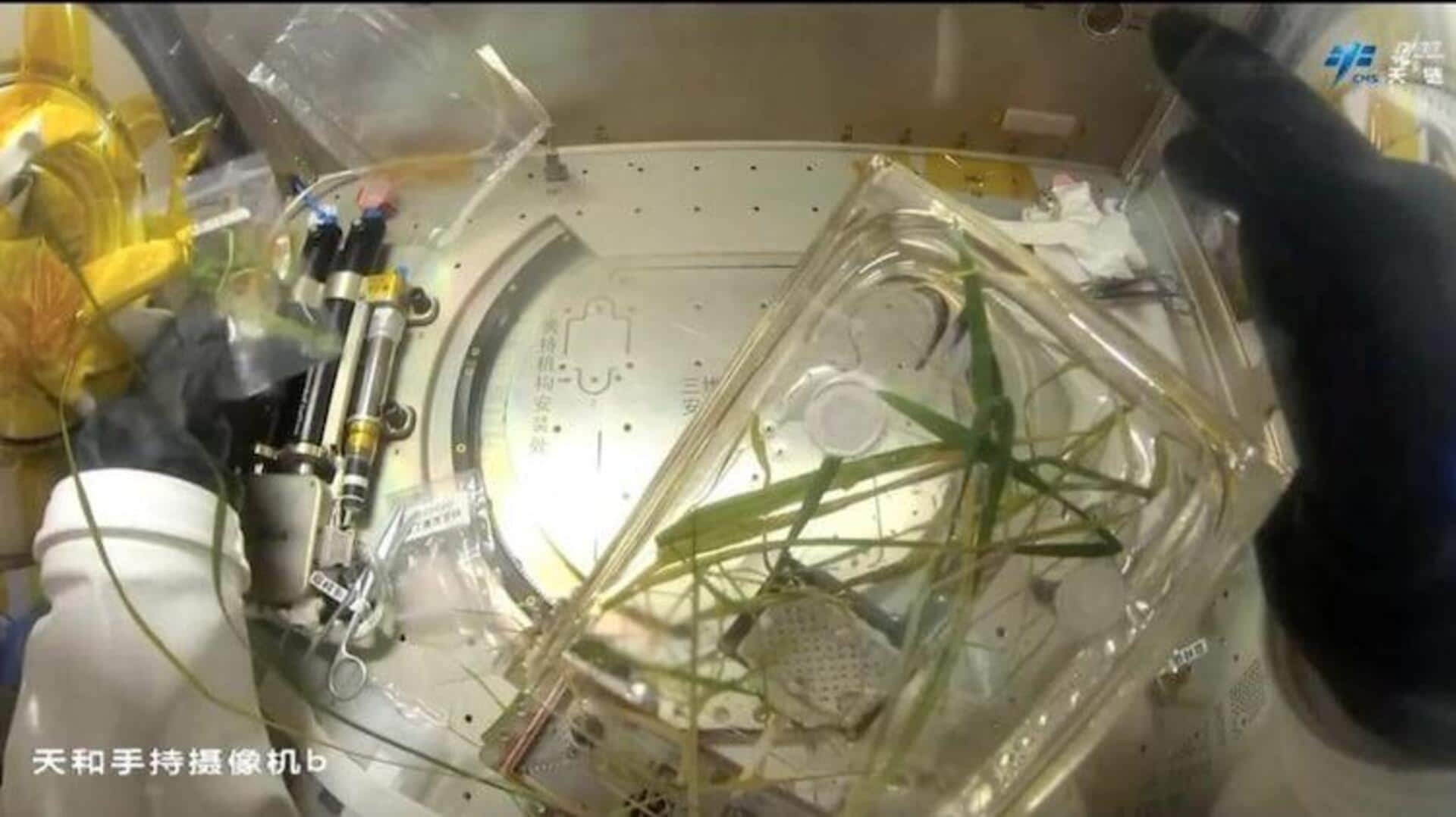 China Grows Rice In Space : అంతరిక్షంలోనే వ్యవసాయం..! వరి పండించి కోత కోసిన చైనా