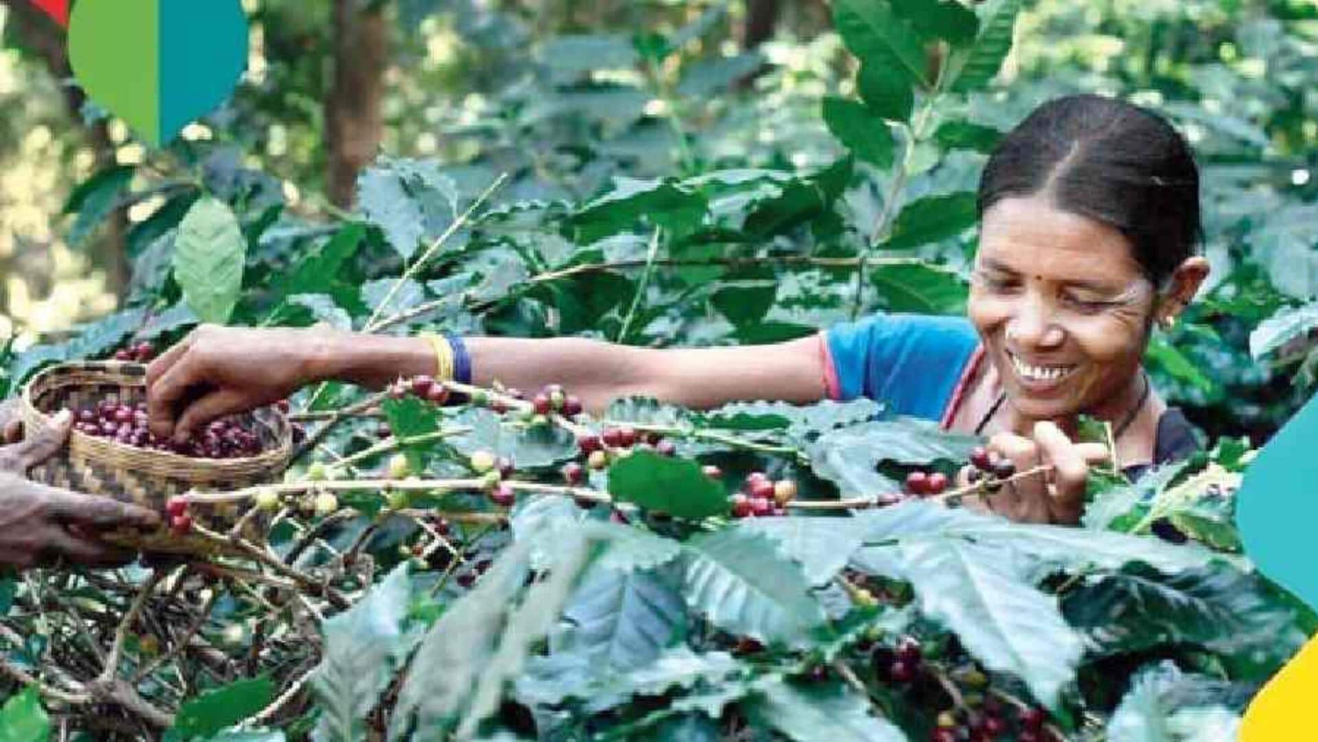 Coffee: ఐదేళ్లలో కాఫీ సాగు విస్తరణ.. ప్రాజెక్టు వ్యయం రూ.400 కోట్లు