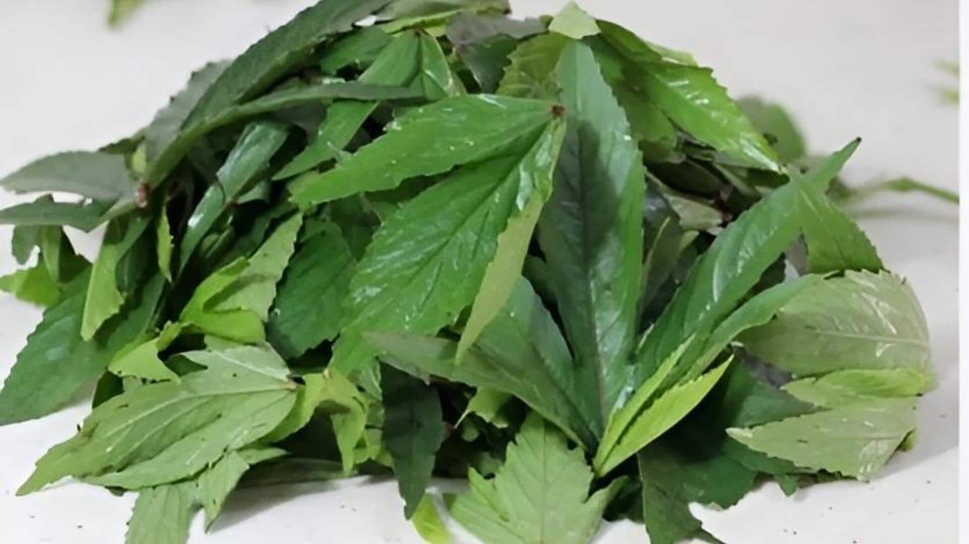 Gongura: ఇంట్లోనే గోంగూర సాగు.. సులభంగా పెంచే చిట్కాలు ఇవే!