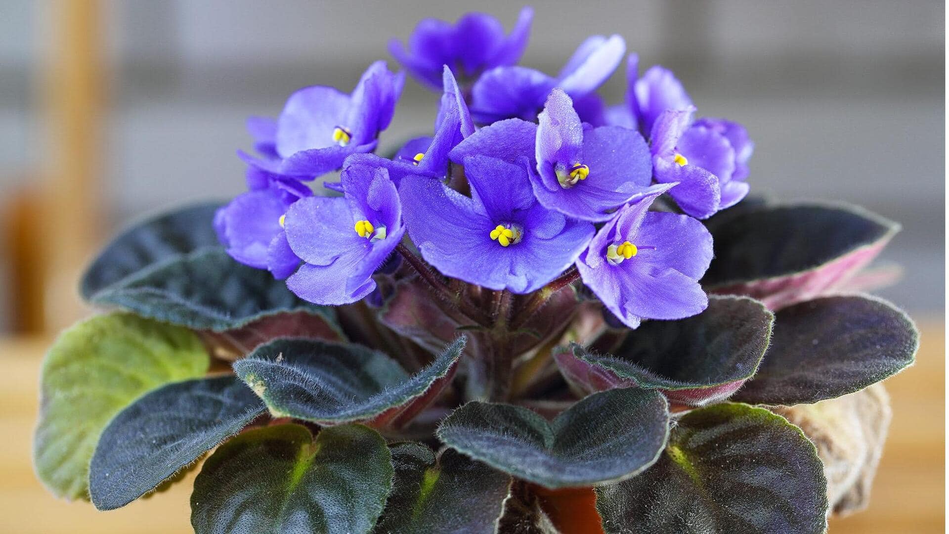African Violet : ఇంట్లో ఆఫ్రికన్ వయోలెట్స్ ఎలా పెంచాలి? సింపుల్ గార్డెనింగ్ చిట్కాలు!
