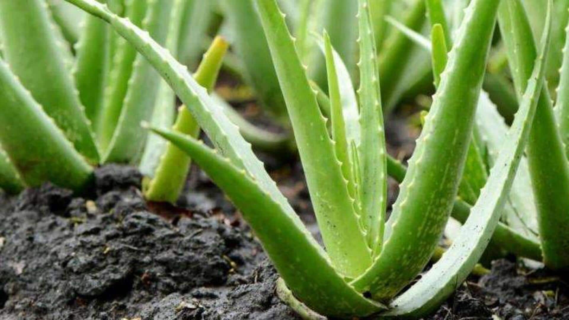 Aloe vera Farming: కలబంద సాగు చేయాలనుకునేవారికి 5 చిట్కాలివే..