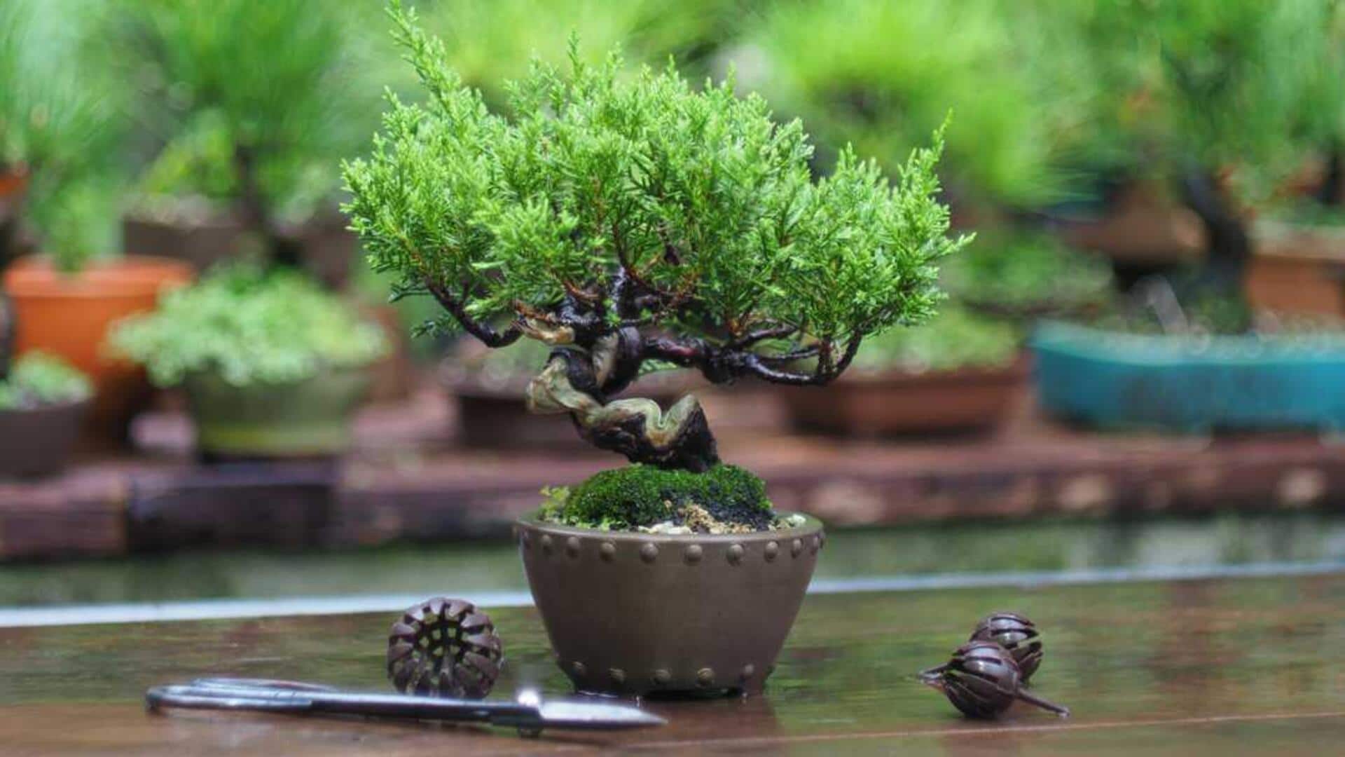 Bonsai plants: బోన్సాయ్ మొక్కలు ఆరోగ్యంగా పెరగాలంటే.. ఈ ఆహారం తప్పనిసరి!