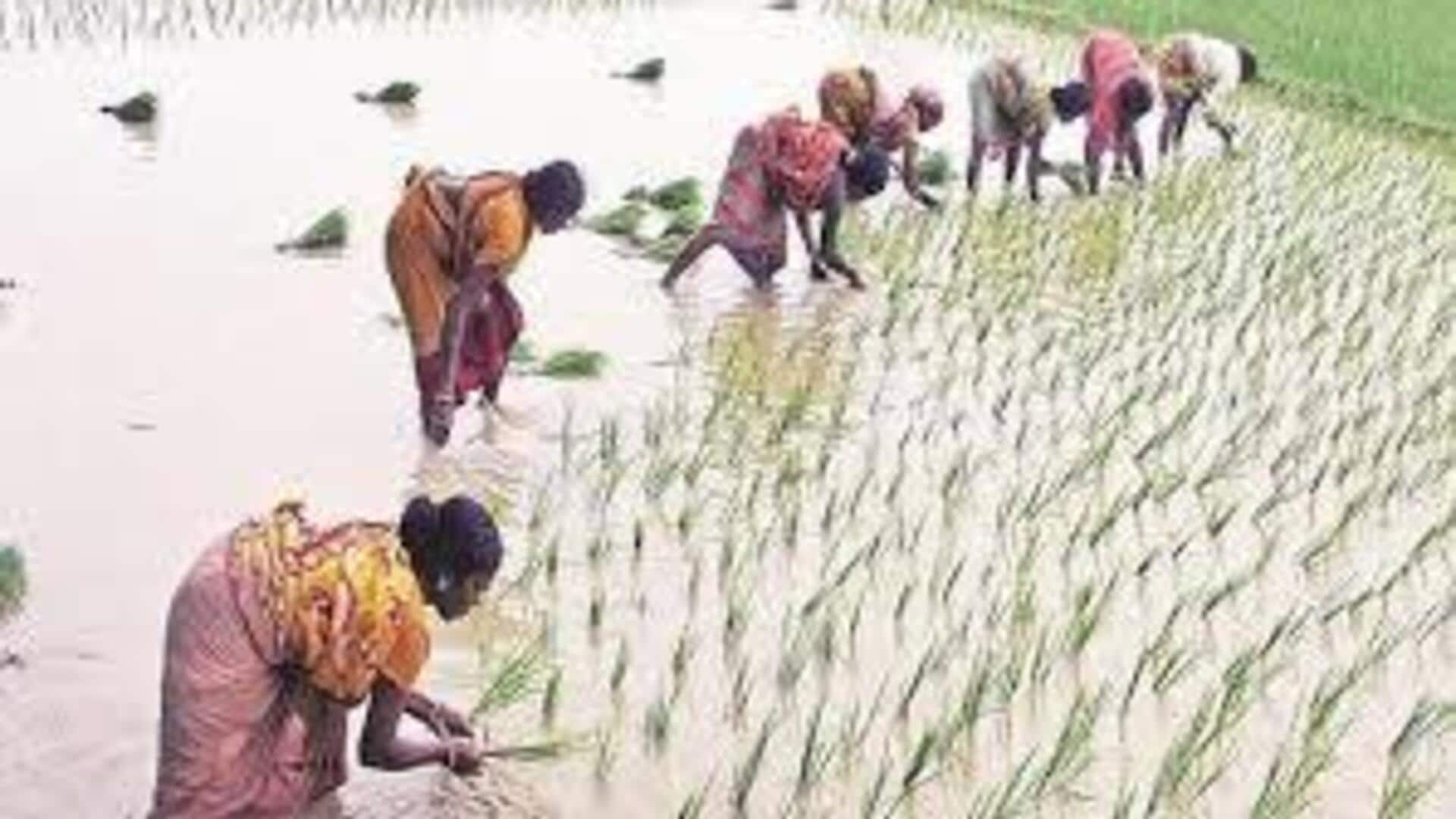 Telangana: తెలంగాణలో వర్షాభావ పరిస్థితులు.. 25 జిల్లాల్లో పంటల సాగు మందగింపు