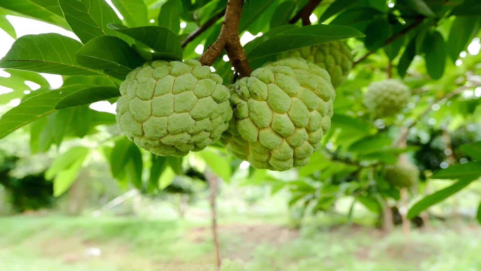 Custard apple: డయాబెటిస్ ఉన్నవారు 'సీతాఫలం' తినొచ్చా? నిపుణుల సూచనలు ఇవే! 