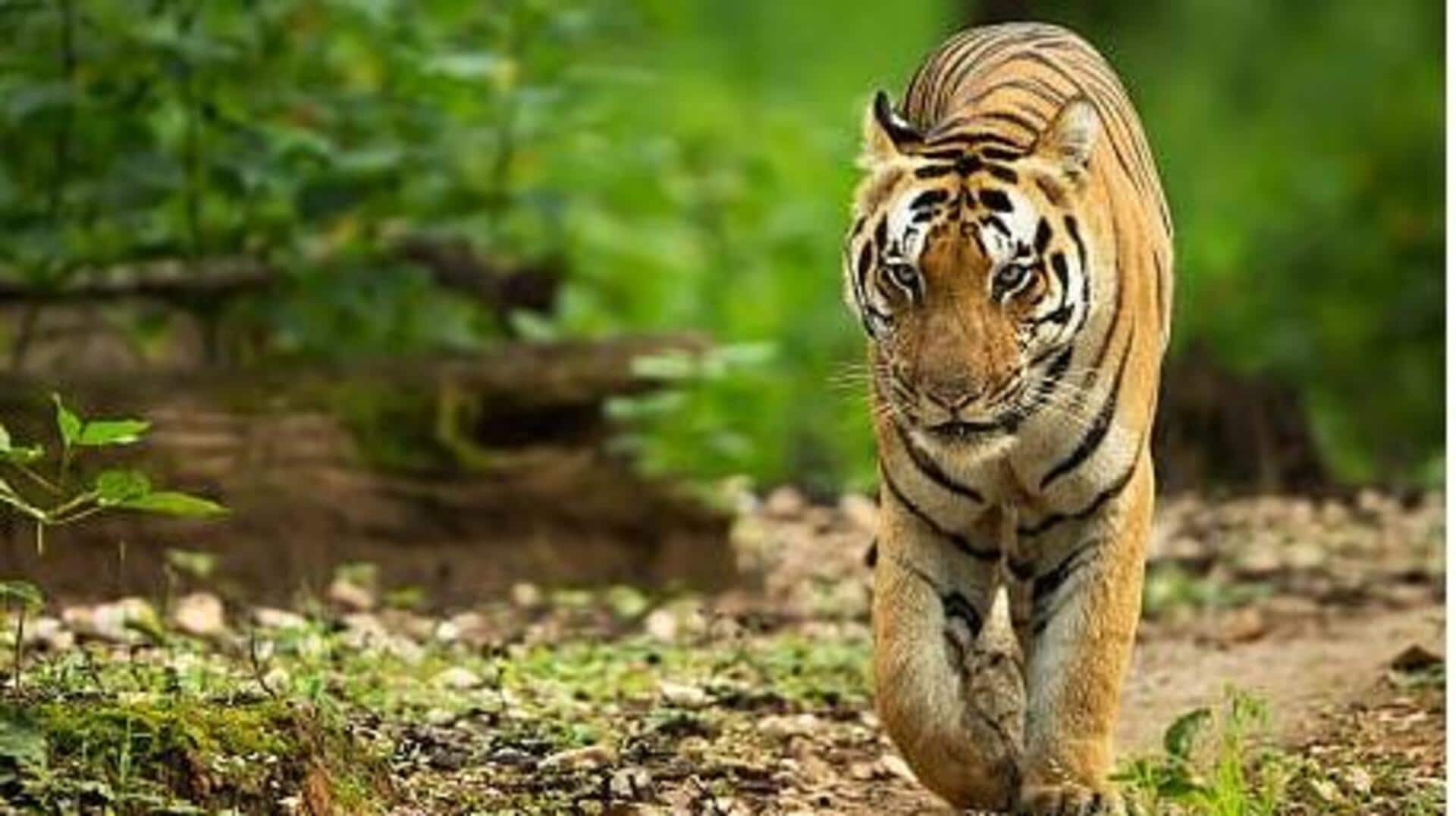 Telangana: అఖిల భారత పులుల గణన-2026.. వాలంటీర్లకు అటవీ శాఖ ఆహ్వానం