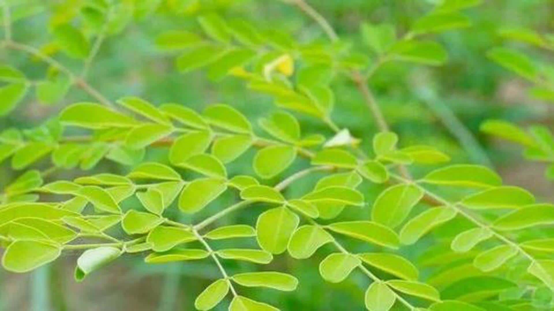 Moringa Leaves: రోజూ మునగాకులు తింటే కలిగే అద్భుత ఆరోగ్య ప్రయోజనాలు!