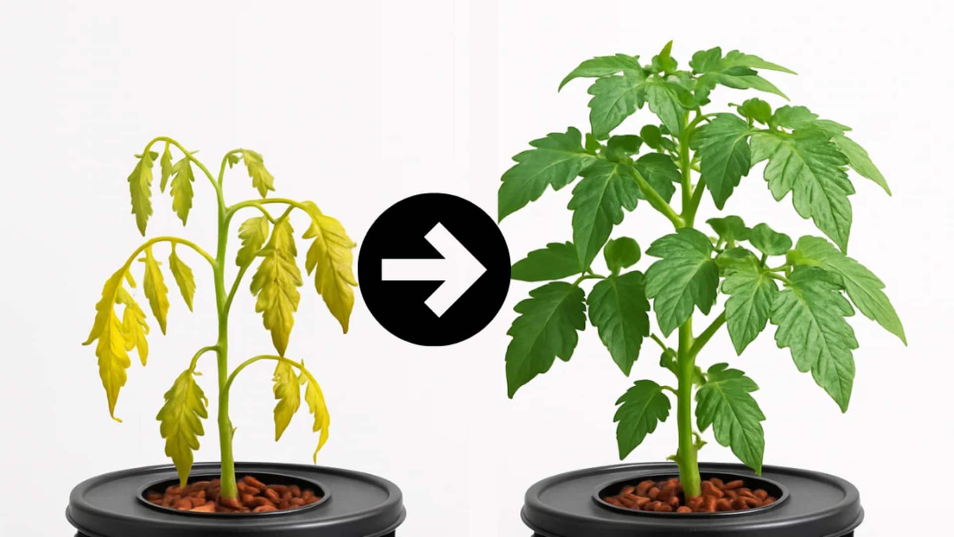 Plants Wilting: మొక్కలు వాడిపోతున్నాయా? ఈ టిప్స్ మీకోసమే