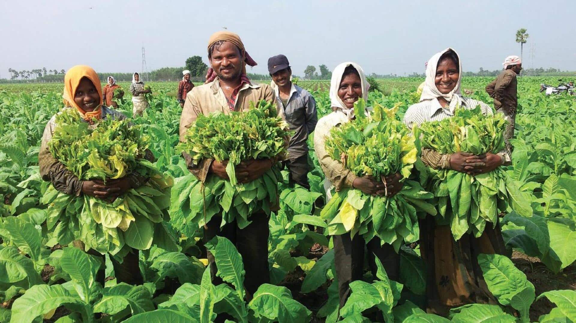 AP Govt: ఏపీ పొగాకు రైతులకు కేంద్ర-రాష్ట్ర ప్రభుత్వాల భారీ వరం.. రూ.50 వేల వడ్డీలేని రుణం!