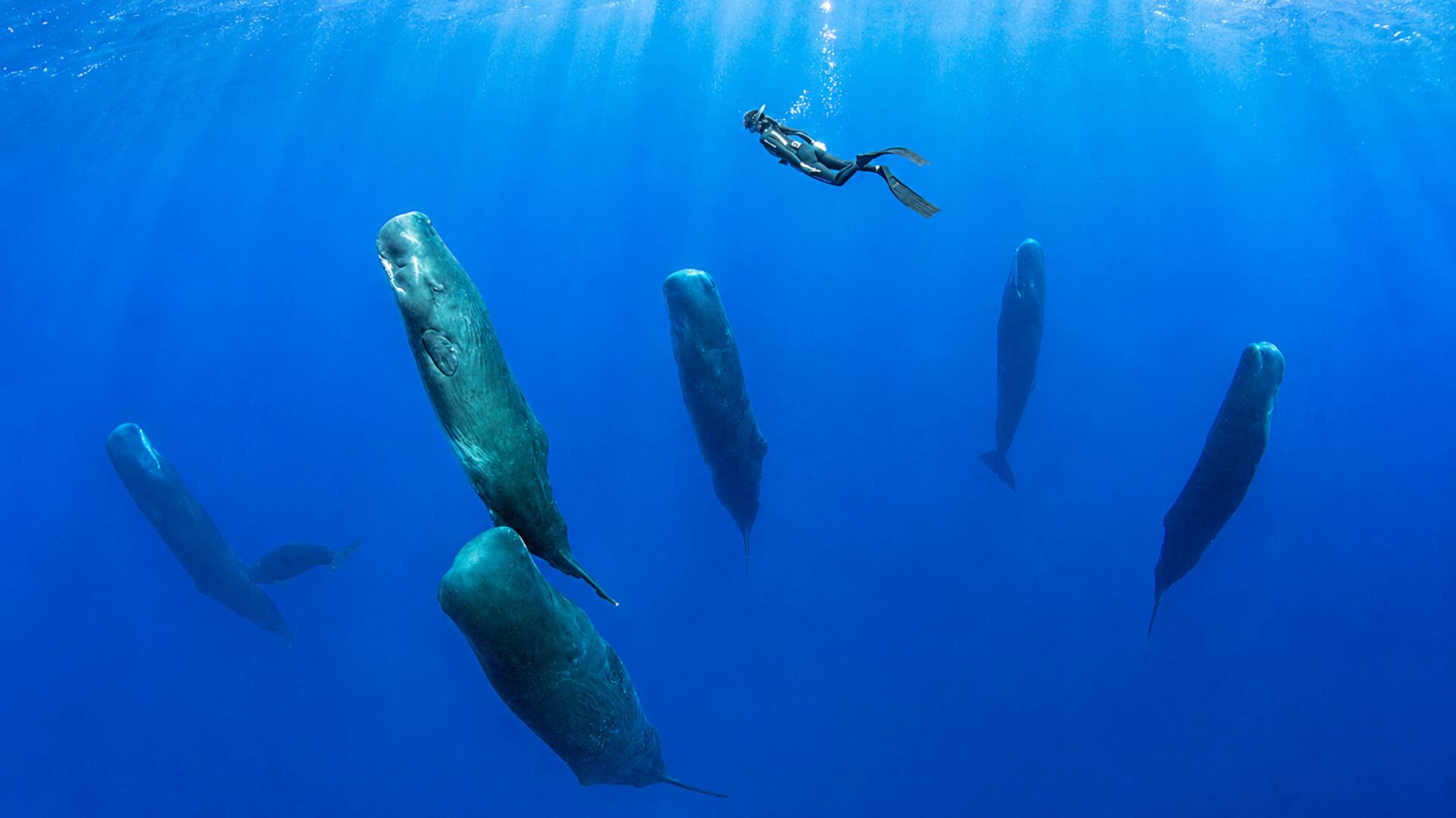 Sperm Whales: నిటారుగా నిద్రించే స్పెర్మ్‌ వేల్‌లు.. శాస్త్రవేత్తలను ఆశ్చర్యపరిచిన పరిశోధన