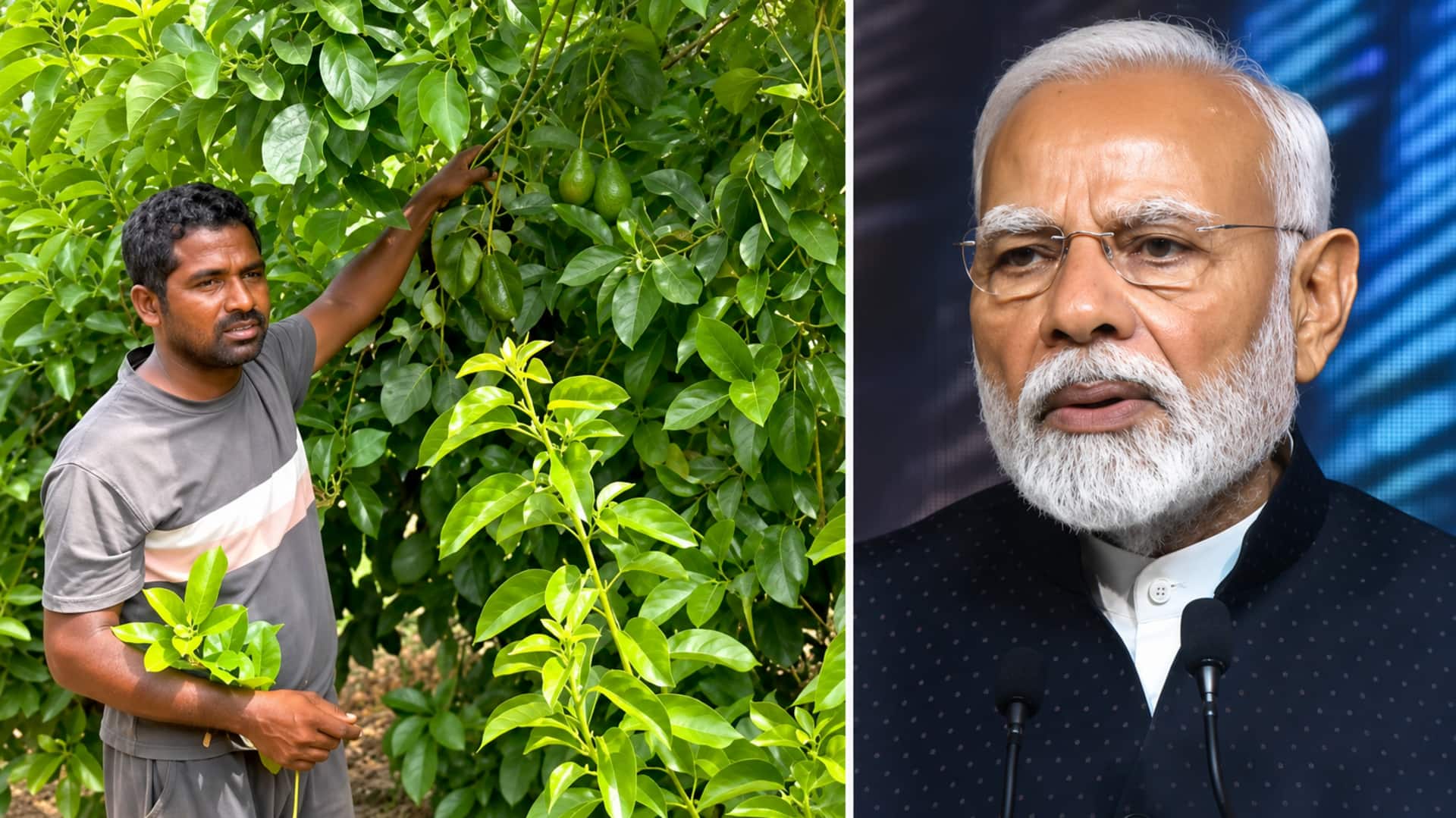 PM Modi: 'మన్‌ కీ బాత్‌'లో కడప రైతు ప్రస్తావన.. అవకాడో సాగుపై మోదీ ప్రశంసలు