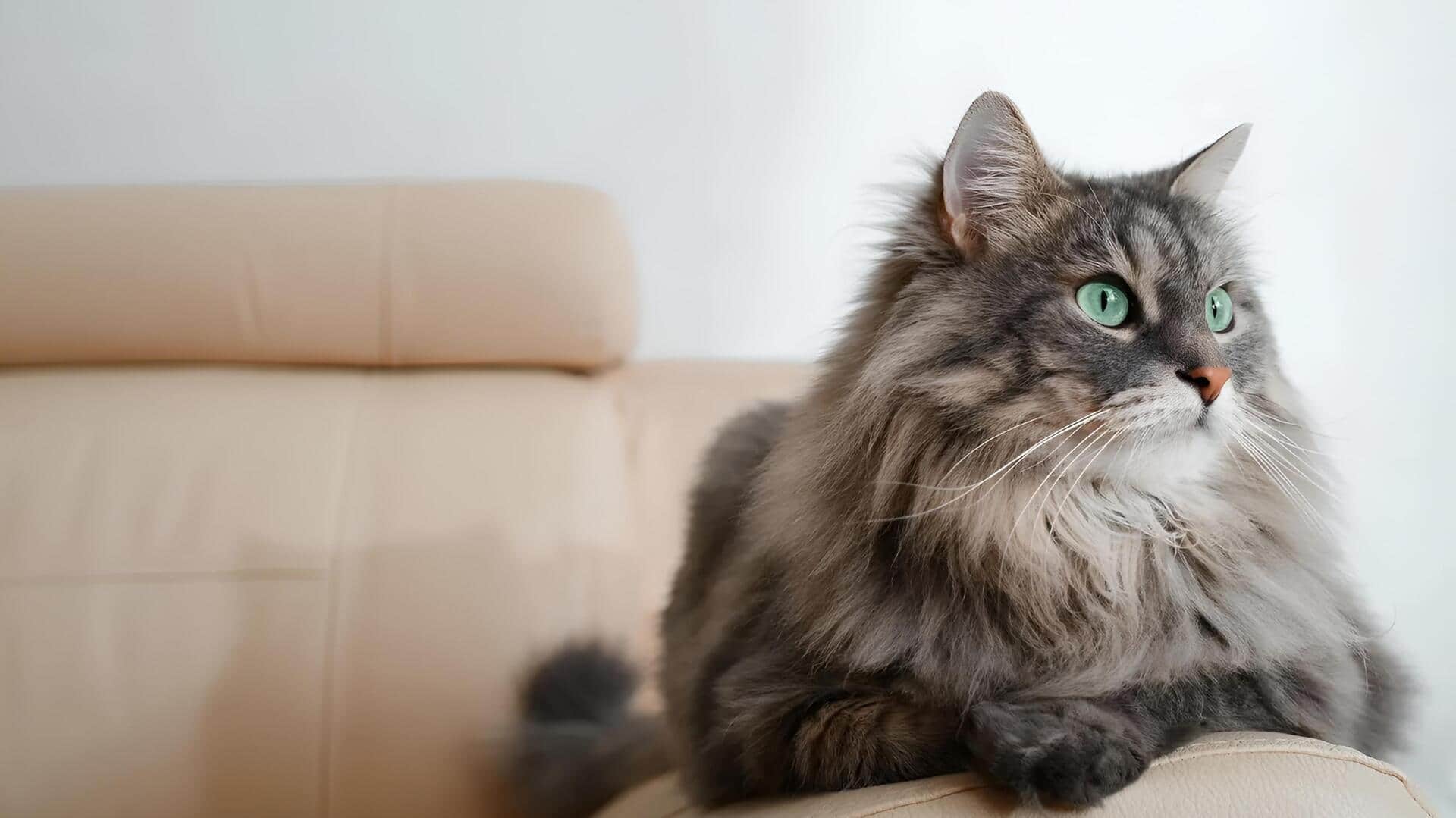 Pet Cats: వేసవిలో పిల్లుల ఆరోగ్యం కోసం పాటించాల్సిన ముఖ్యమైన జాగ్రత్తలు